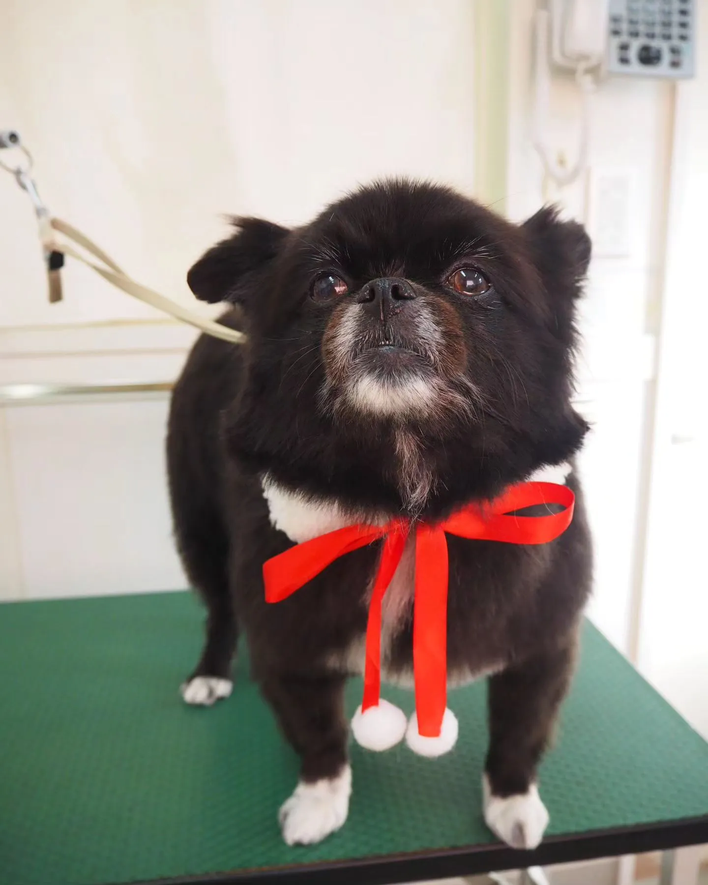 【トリミング】【トリミングコース】