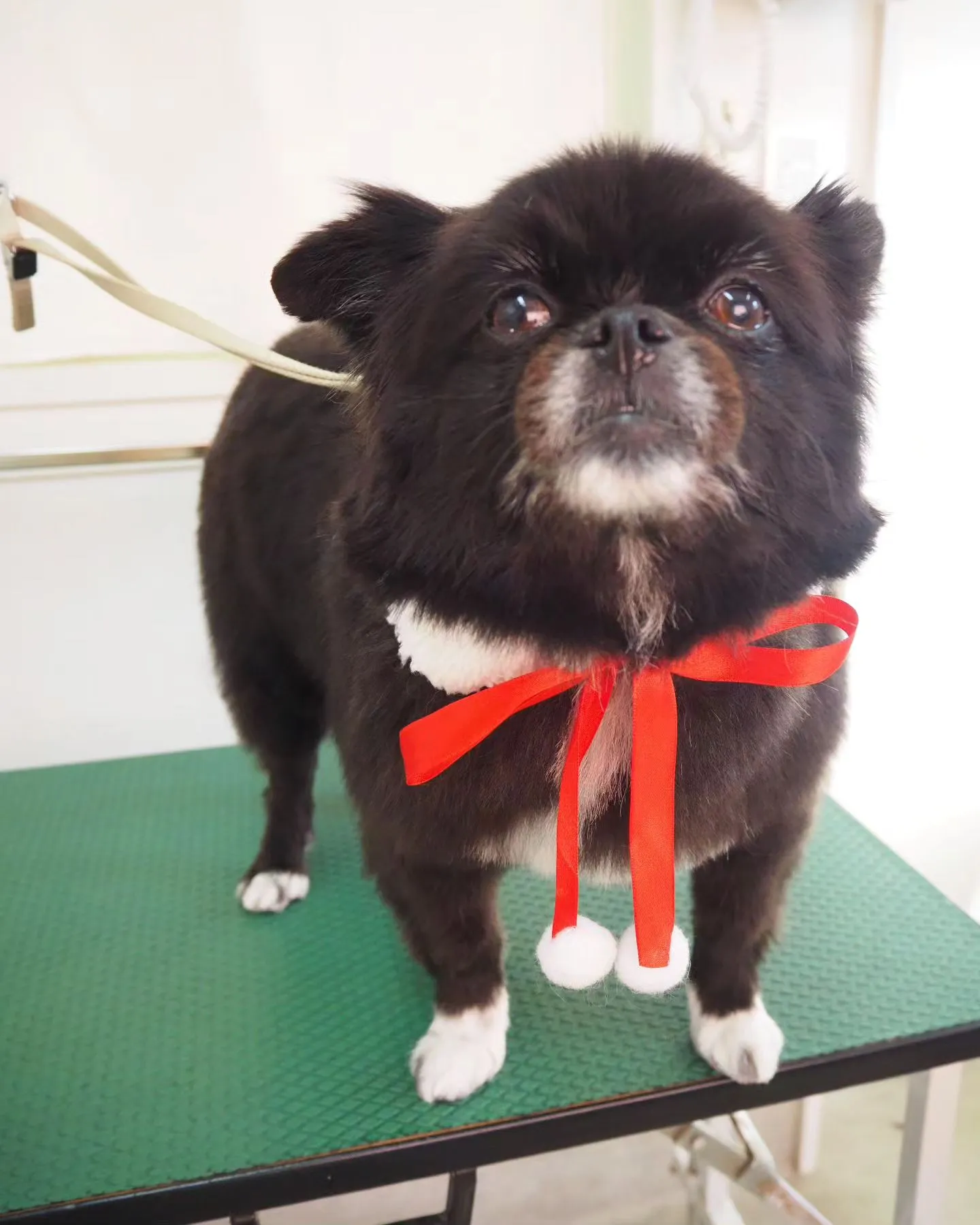 【トリミング】【トリミングコース】