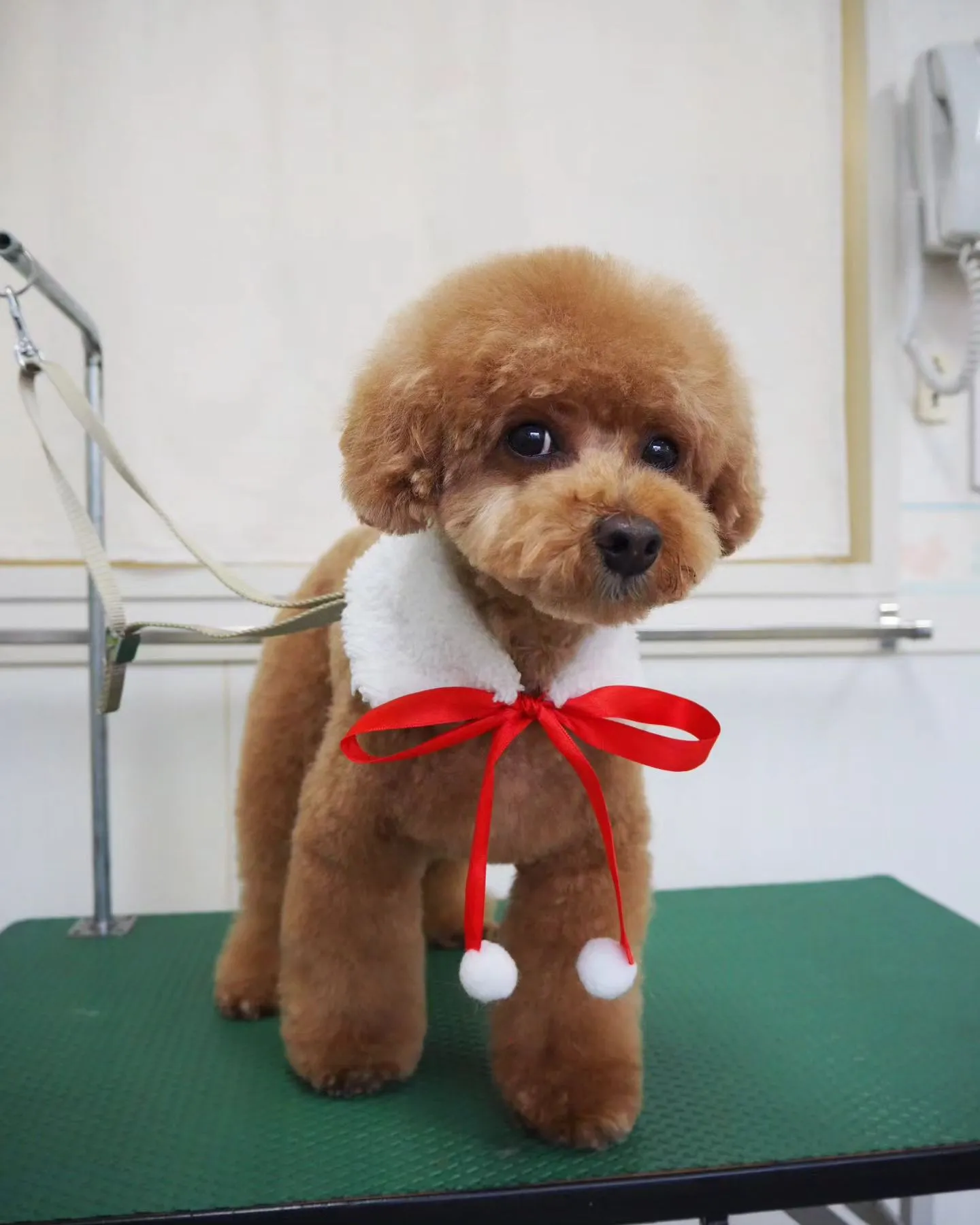 【トリミング】トイプードル【お気に入りカット】
