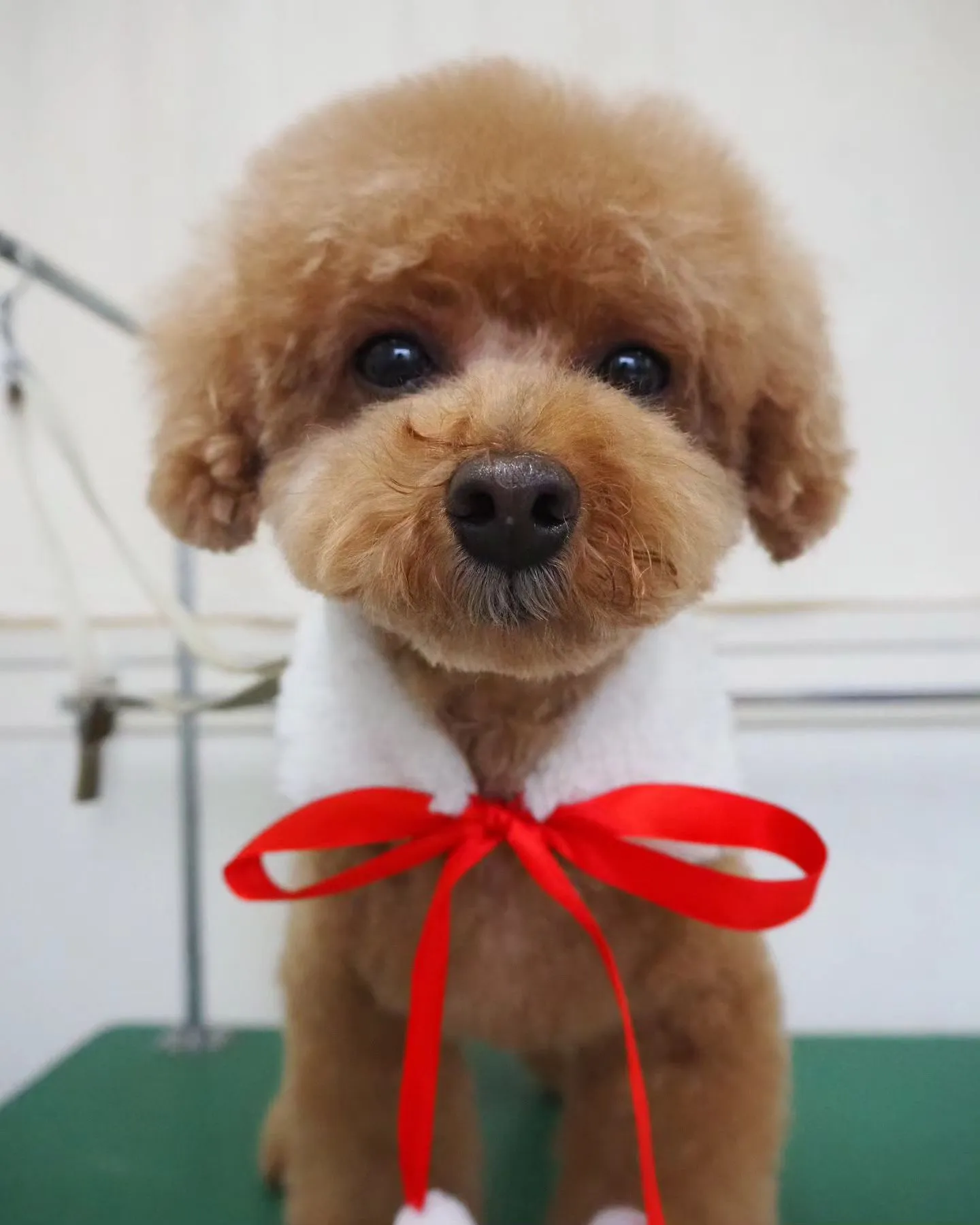 【トリミング】トイプードル【お気に入りカット】