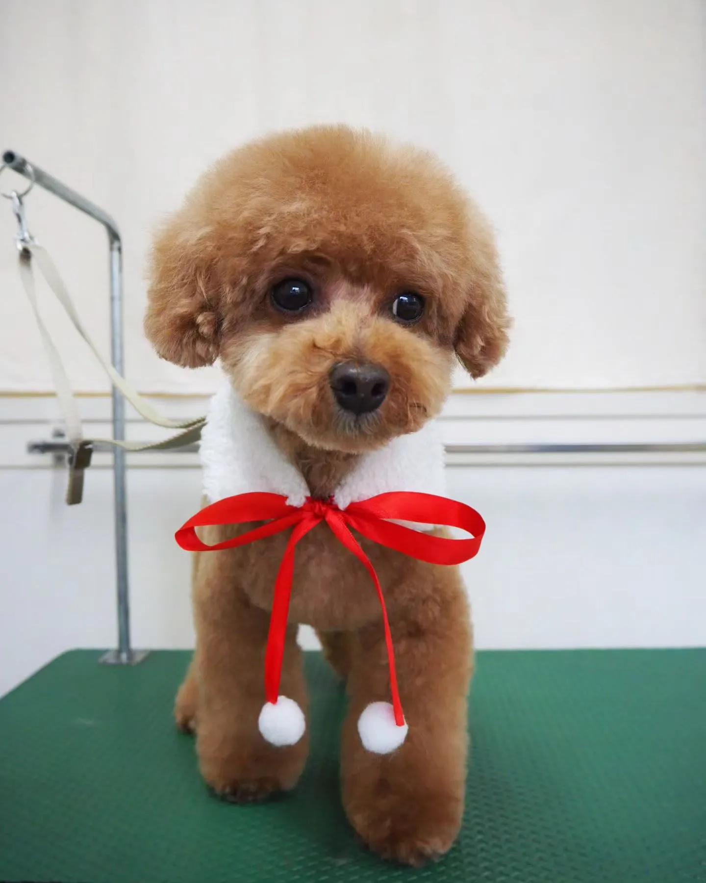 【トリミング】トイプードル【お気に入りカット】