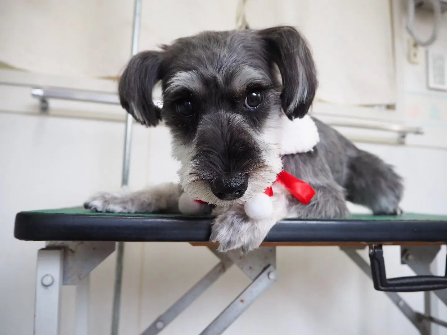 【トリミング】シュナウザー【シャンプーコース】　