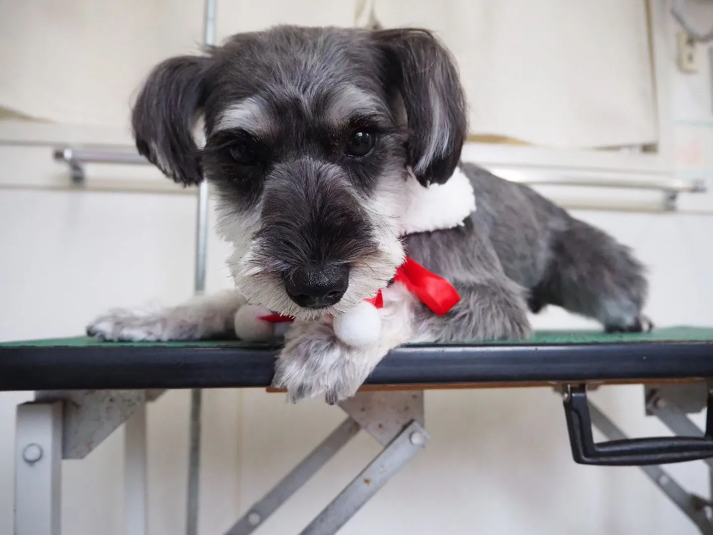 【トリミング】シュナウザー【シャンプーコース】　