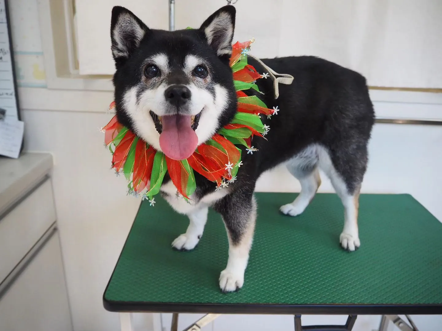 【トリミング】柴犬【シャンプーコース】