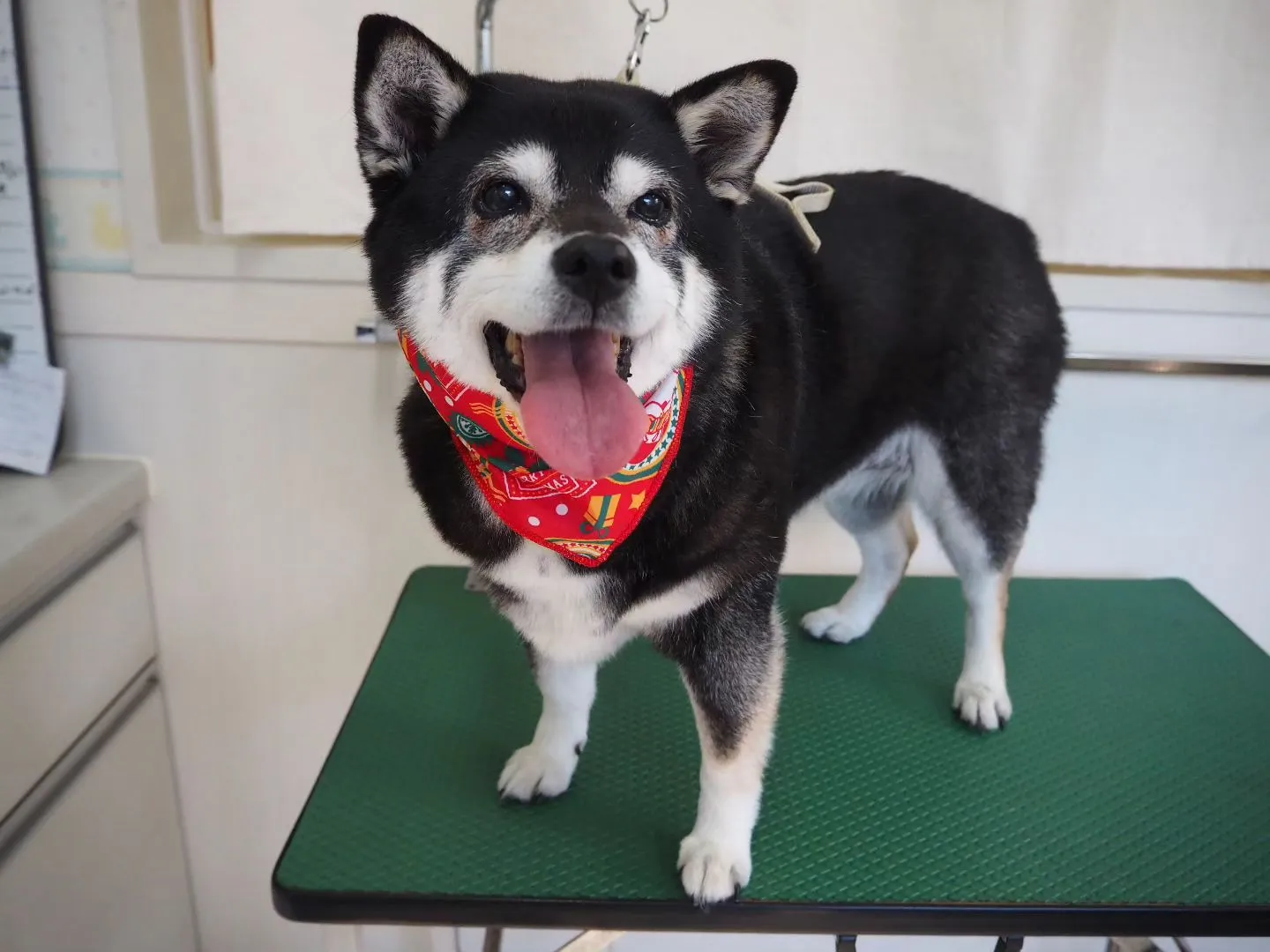 【トリミング】柴犬【シャンプーコース】