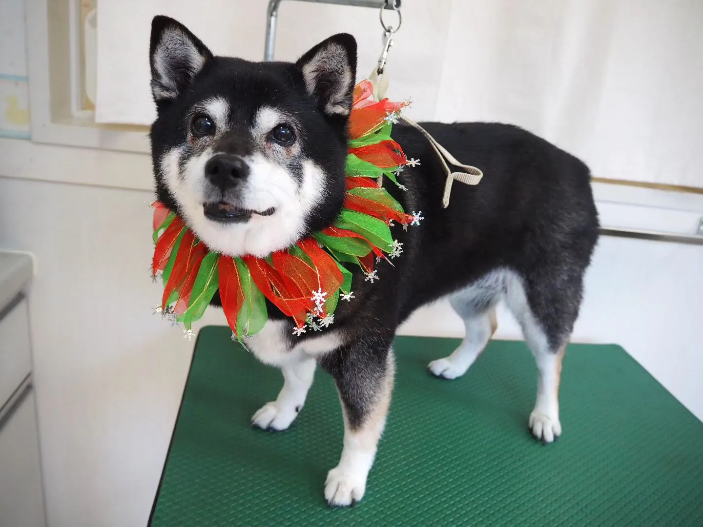 【トリミング】柴犬【シャンプーコース】