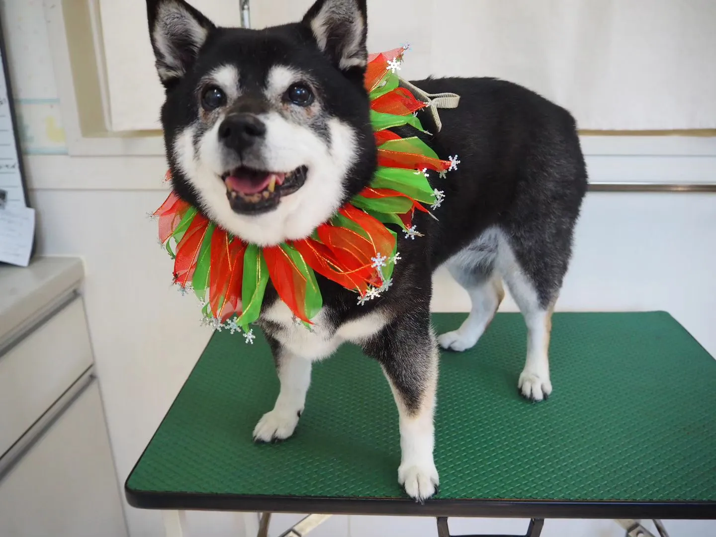 【トリミング】柴犬【シャンプーコース】