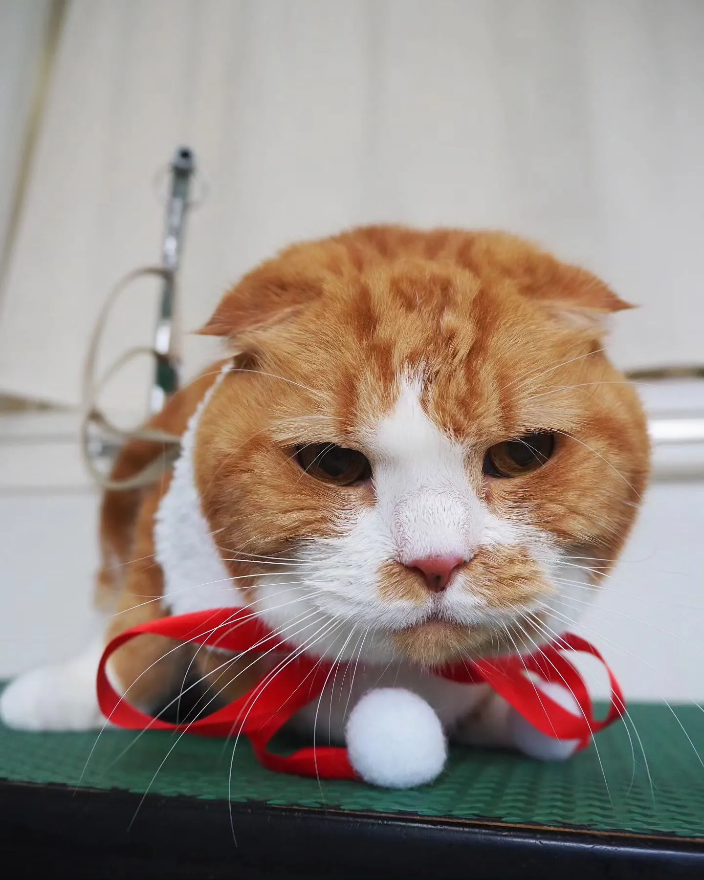 【トリミング】猫ちゃん【無麻酔シャンプー】