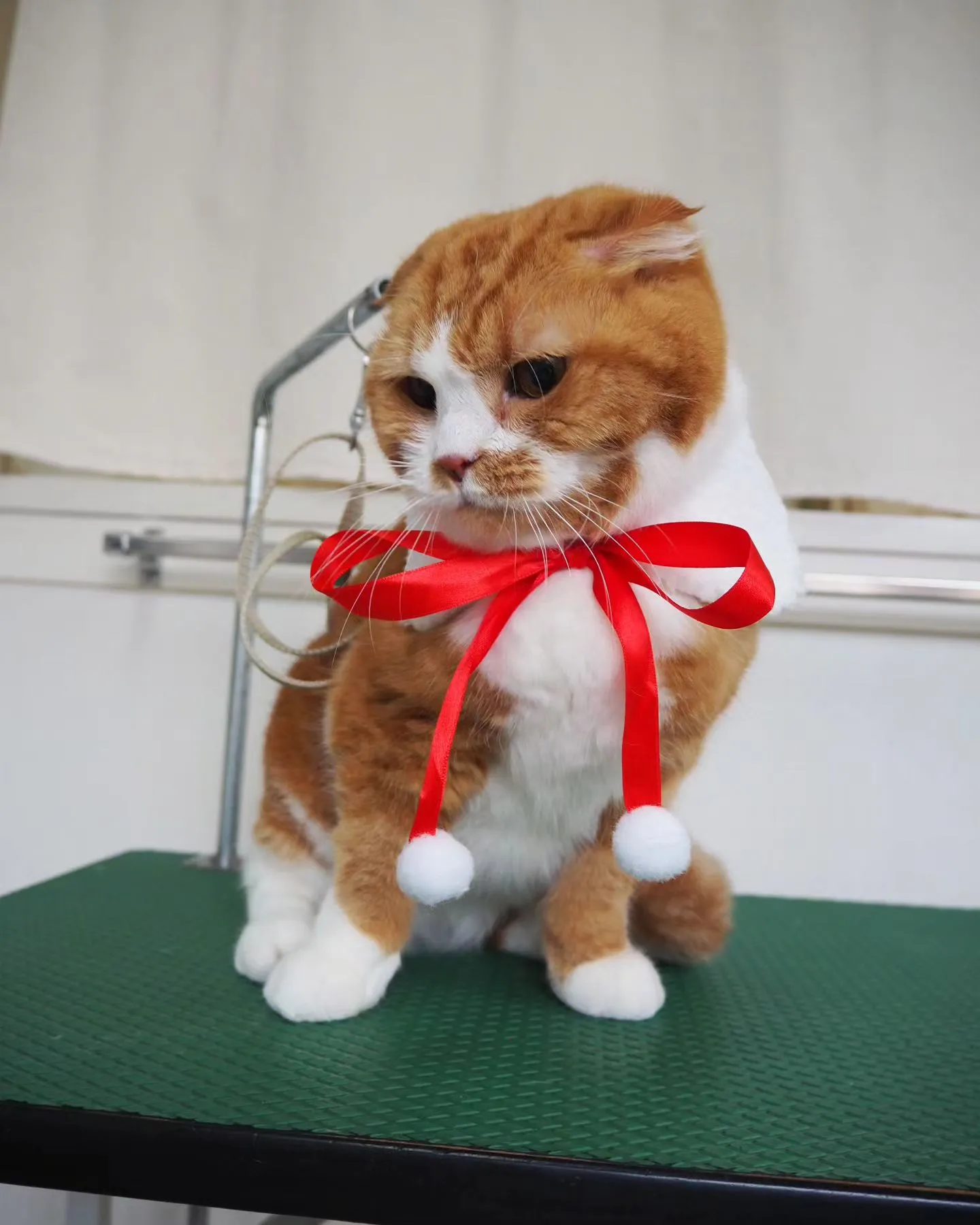 【トリミング】猫ちゃん【無麻酔シャンプー】