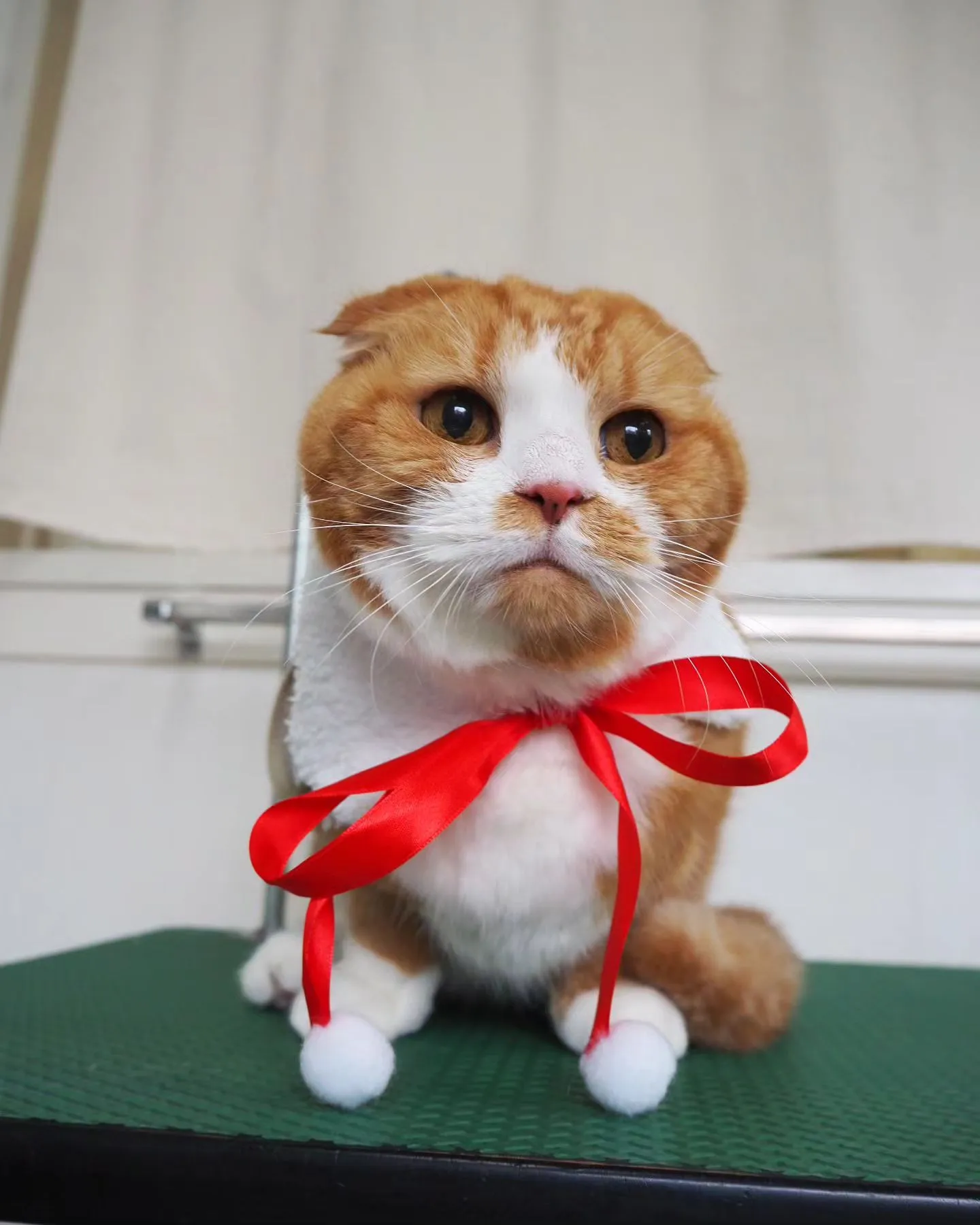 【トリミング】猫ちゃん【無麻酔シャンプー】