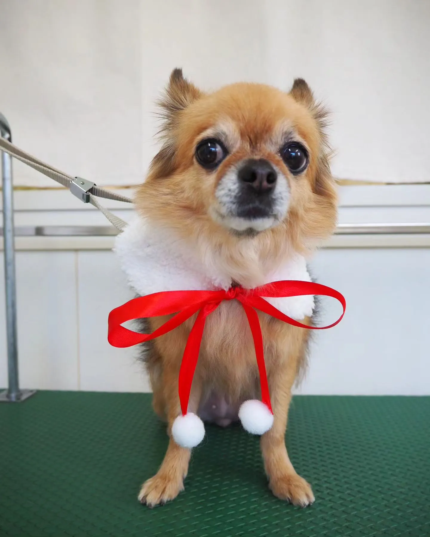 【トリミング】チワワ【シャンプーコース】