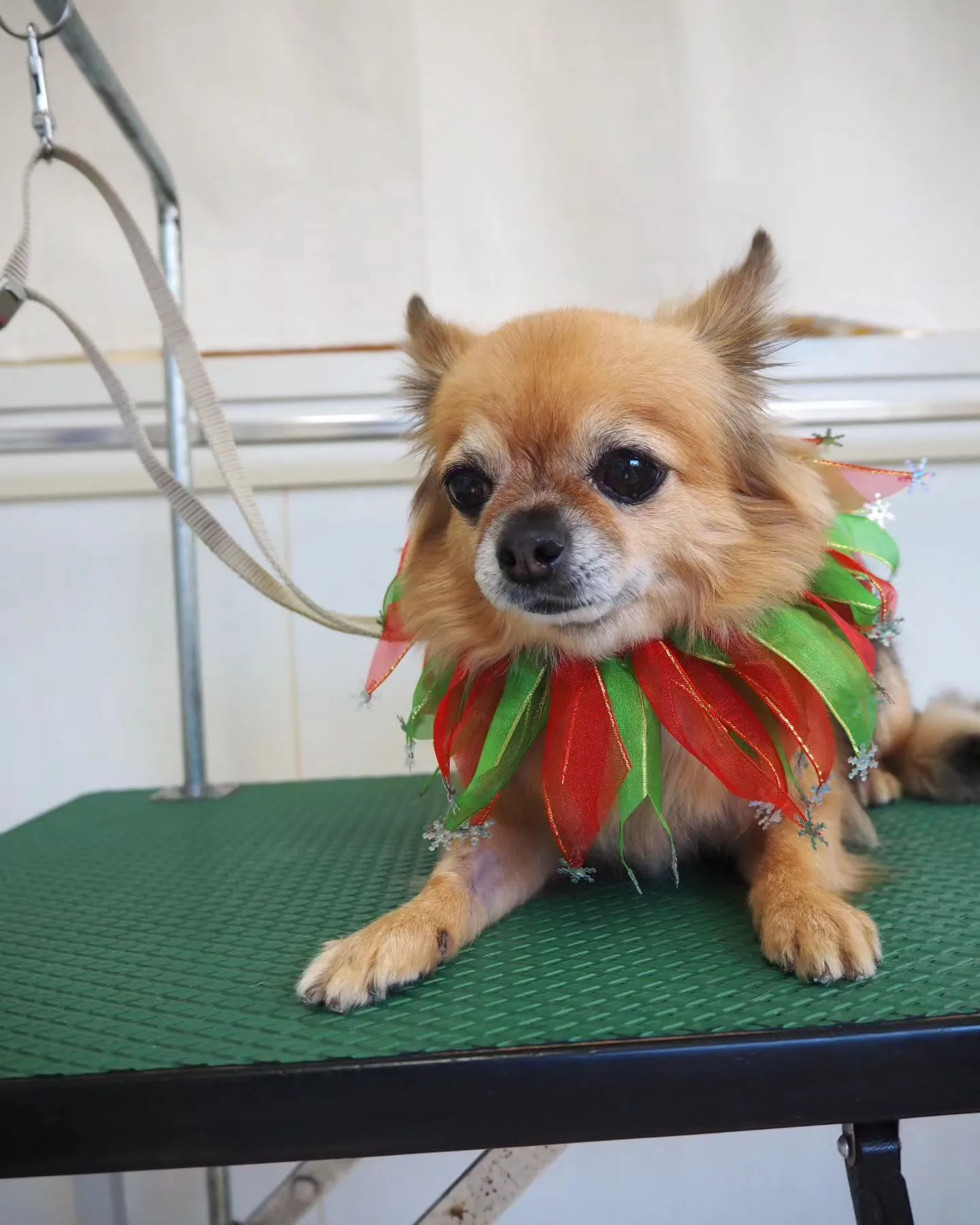 【トリミング】チワワ【シャンプーコース】