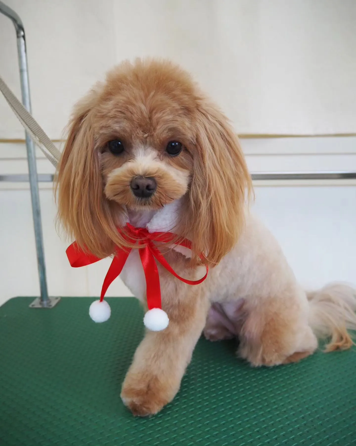 【トリミング】【お任せカット】