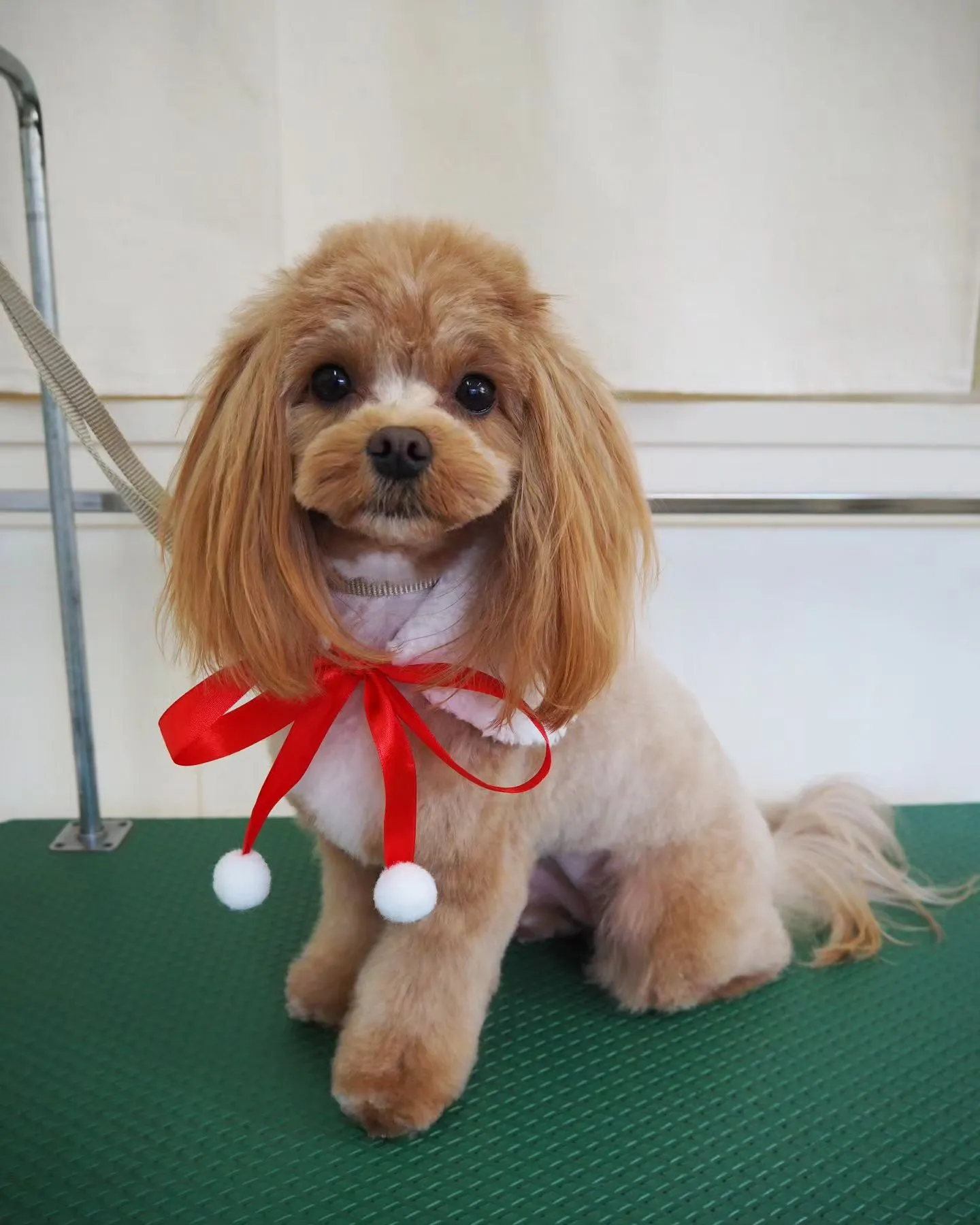 【トリミング】【お任せカット】