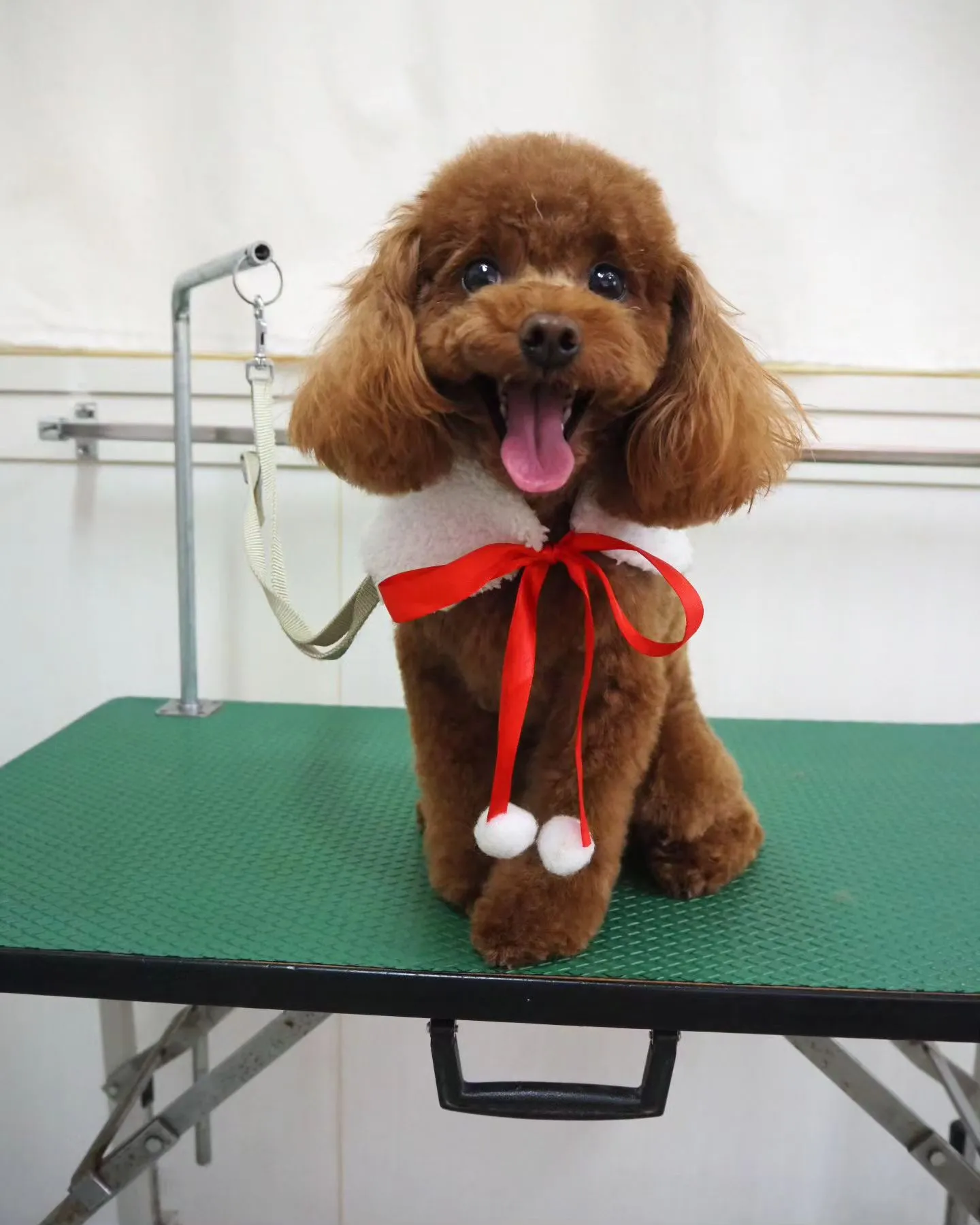 【トリミング】トイプードル【いつものカット】