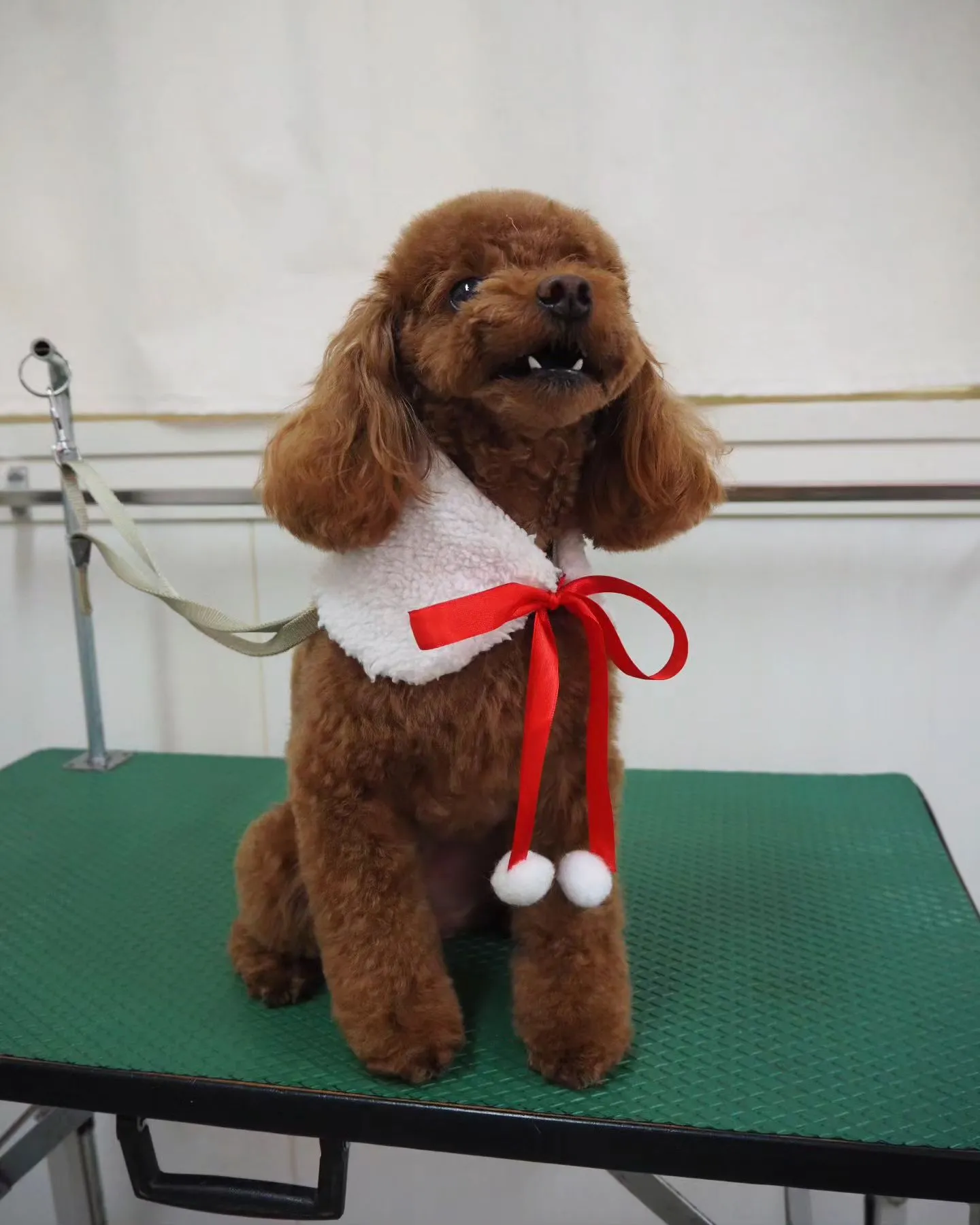 【トリミング】トイプードル【いつものカット】