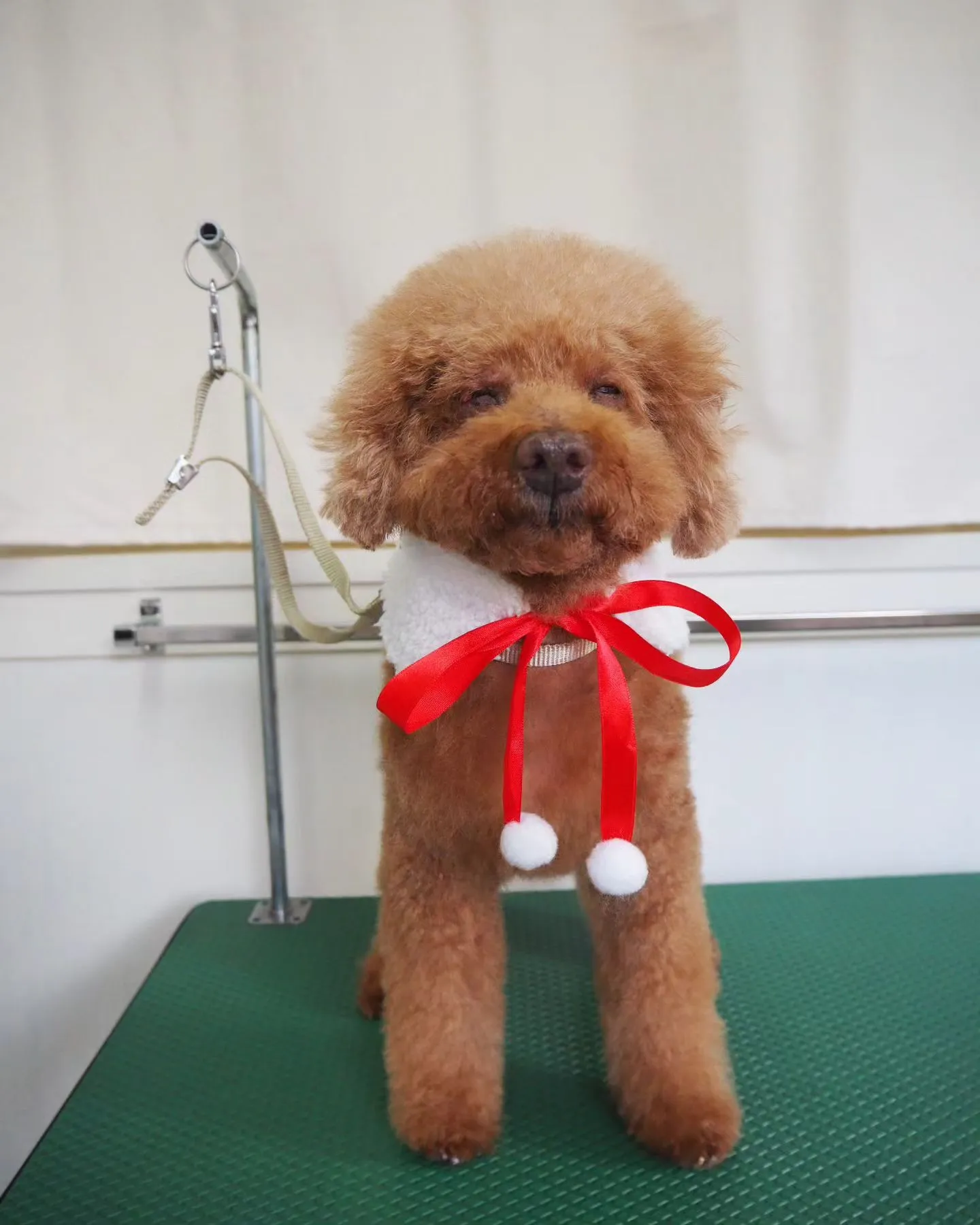 【トリミング】トイプードル【負担少く】