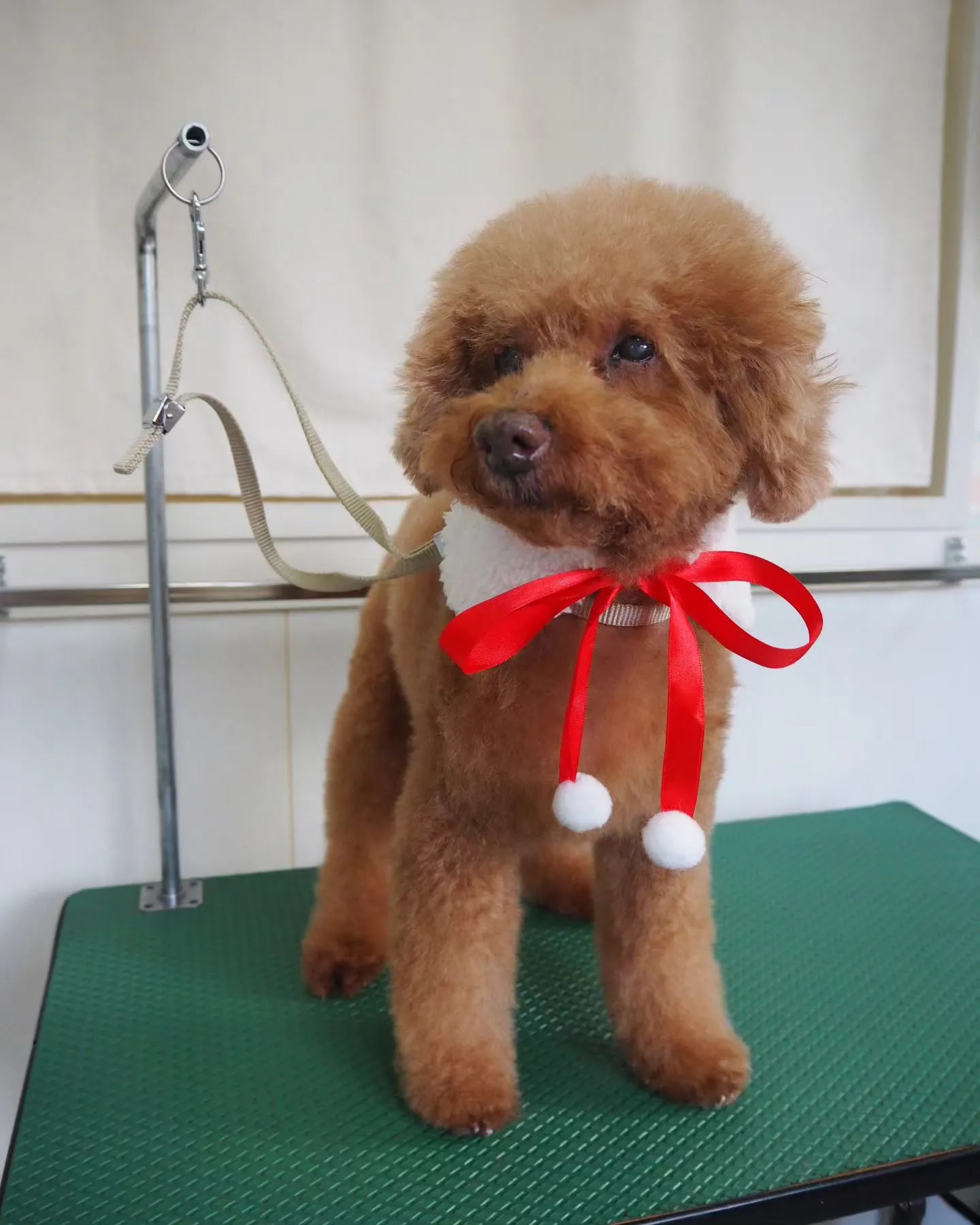 【トリミング】トイプードル【負担少く】