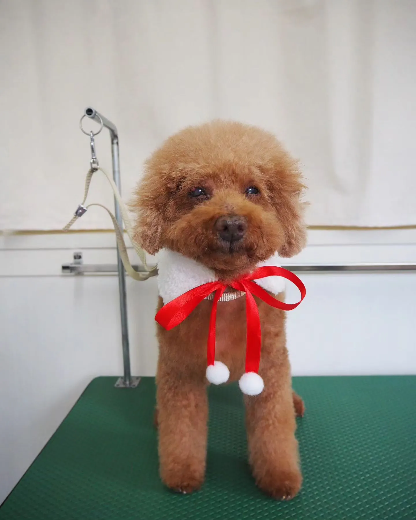 【トリミング】トイプードル【負担少く】