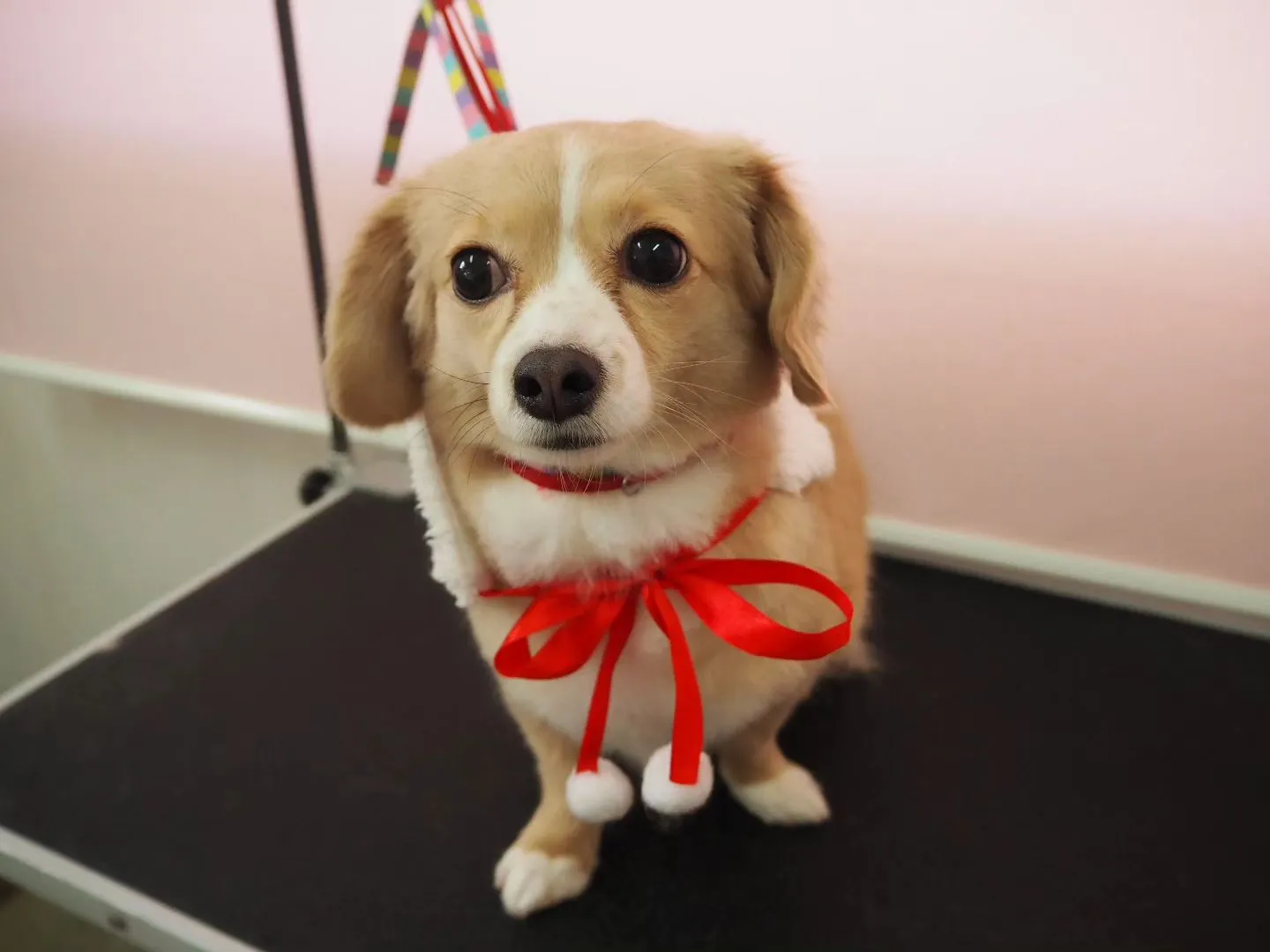 【トリミング】【シャンプーコース】