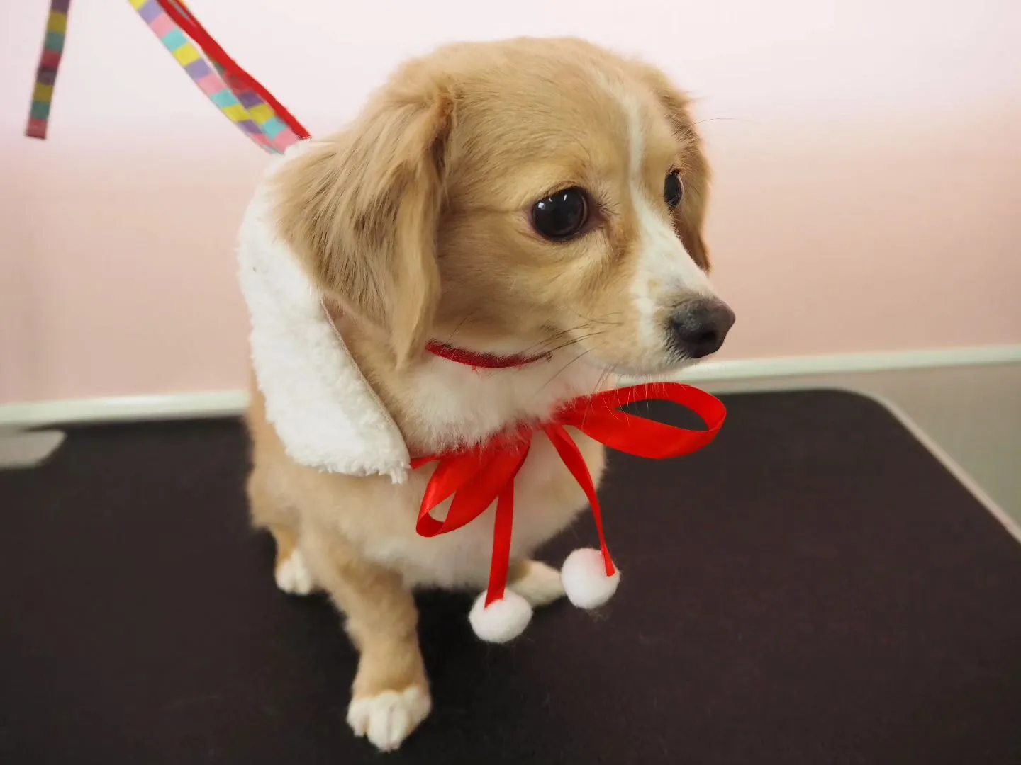 【トリミング】【シャンプーコース】