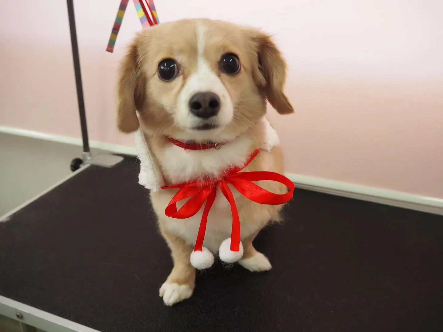 【トリミング】【シャンプーコース】