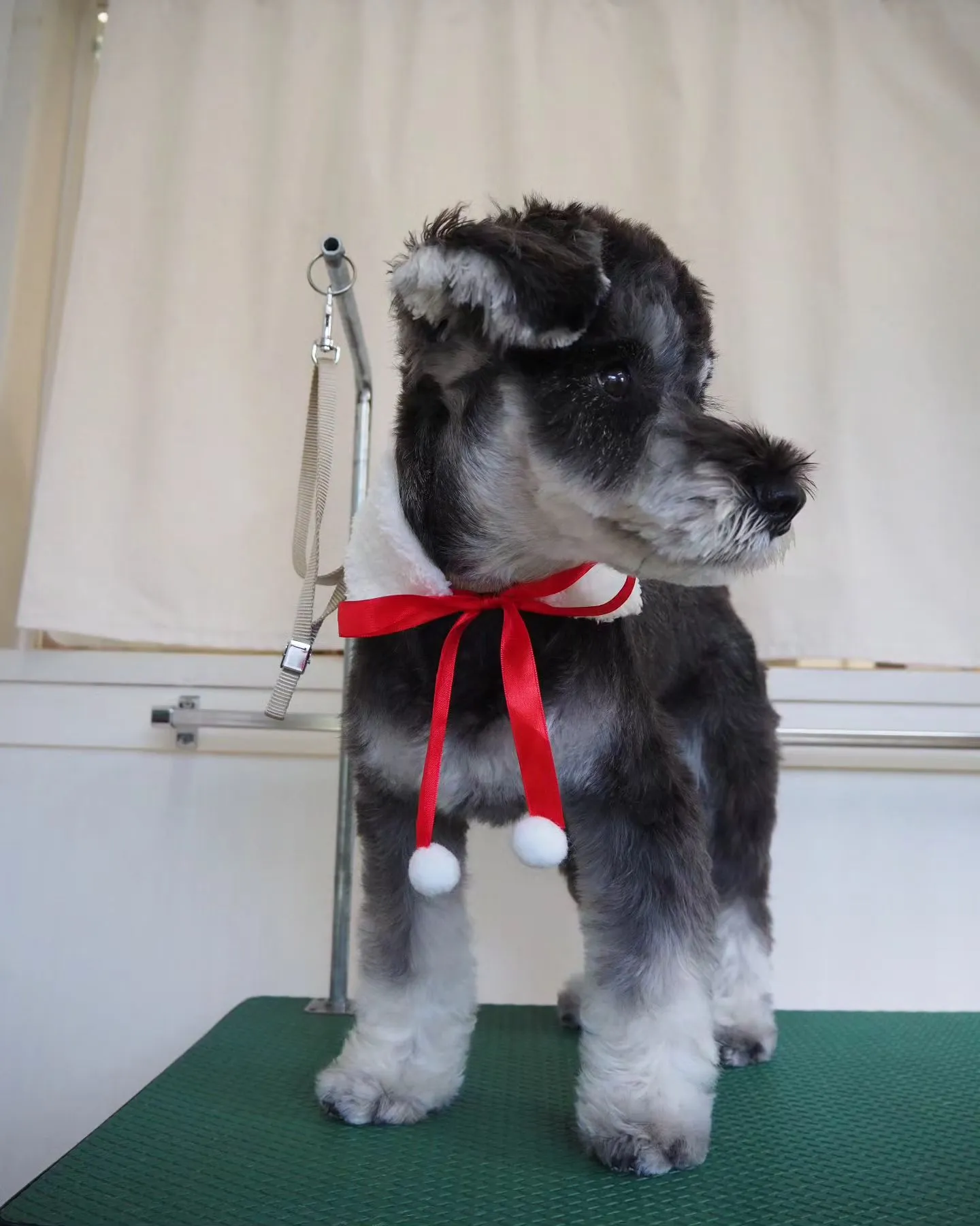 【トリミング】シュナウザー【ご希望カット】