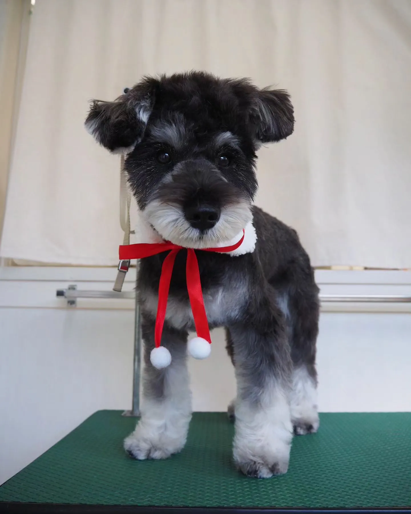 【トリミング】シュナウザー【ご希望カット】