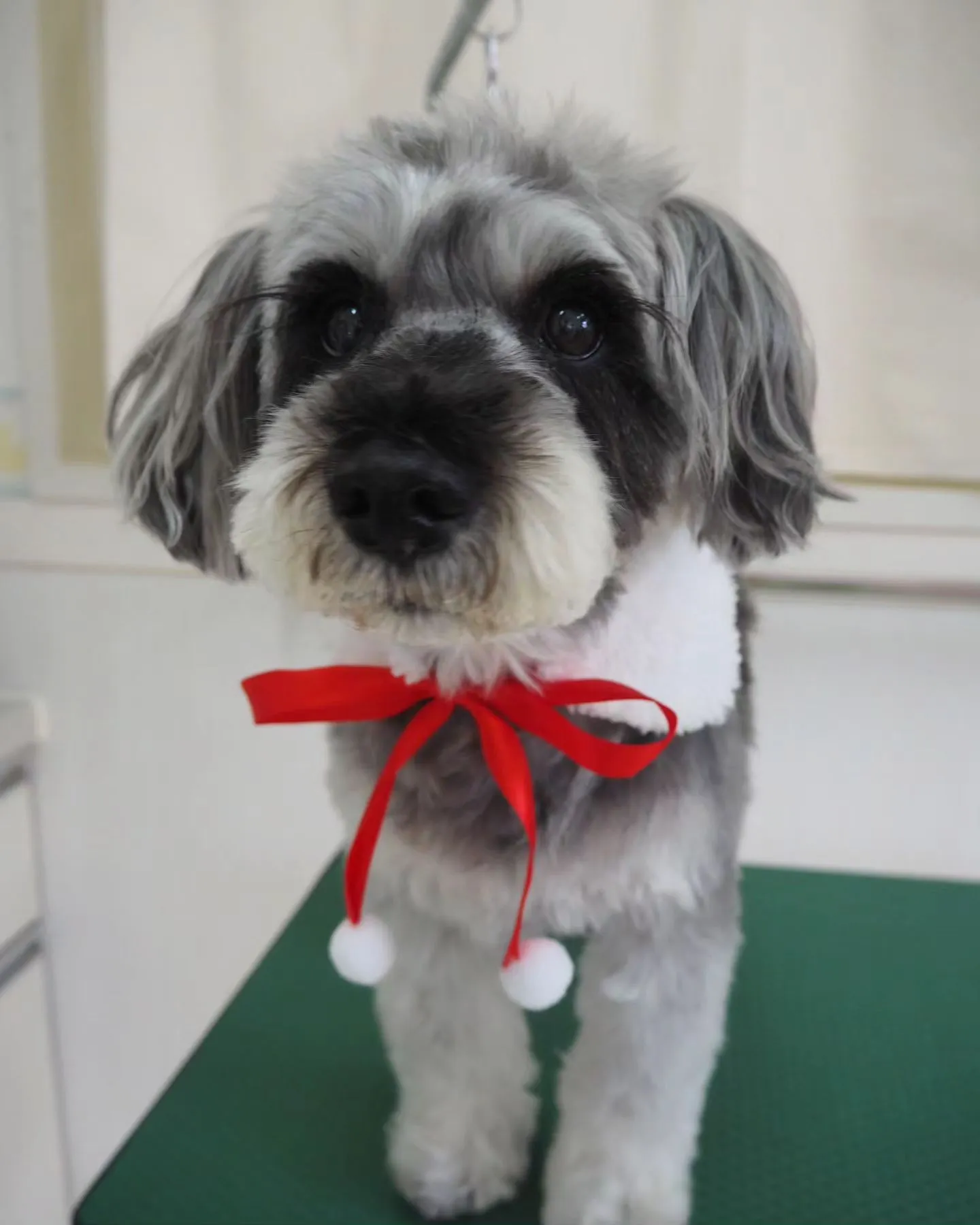 【トリミング】シュナウザー【冬にむけて】