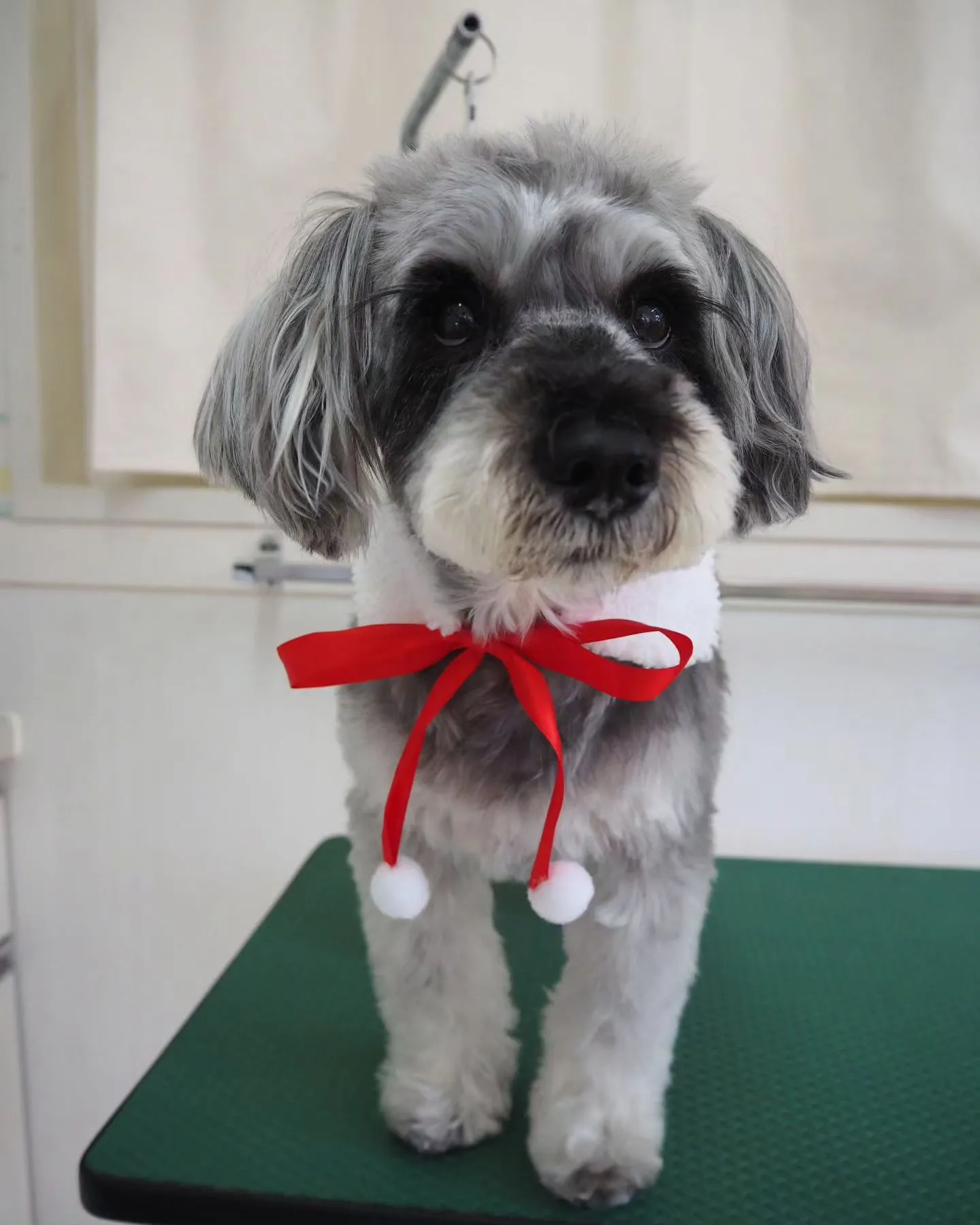 【トリミング】シュナウザー【冬にむけて】