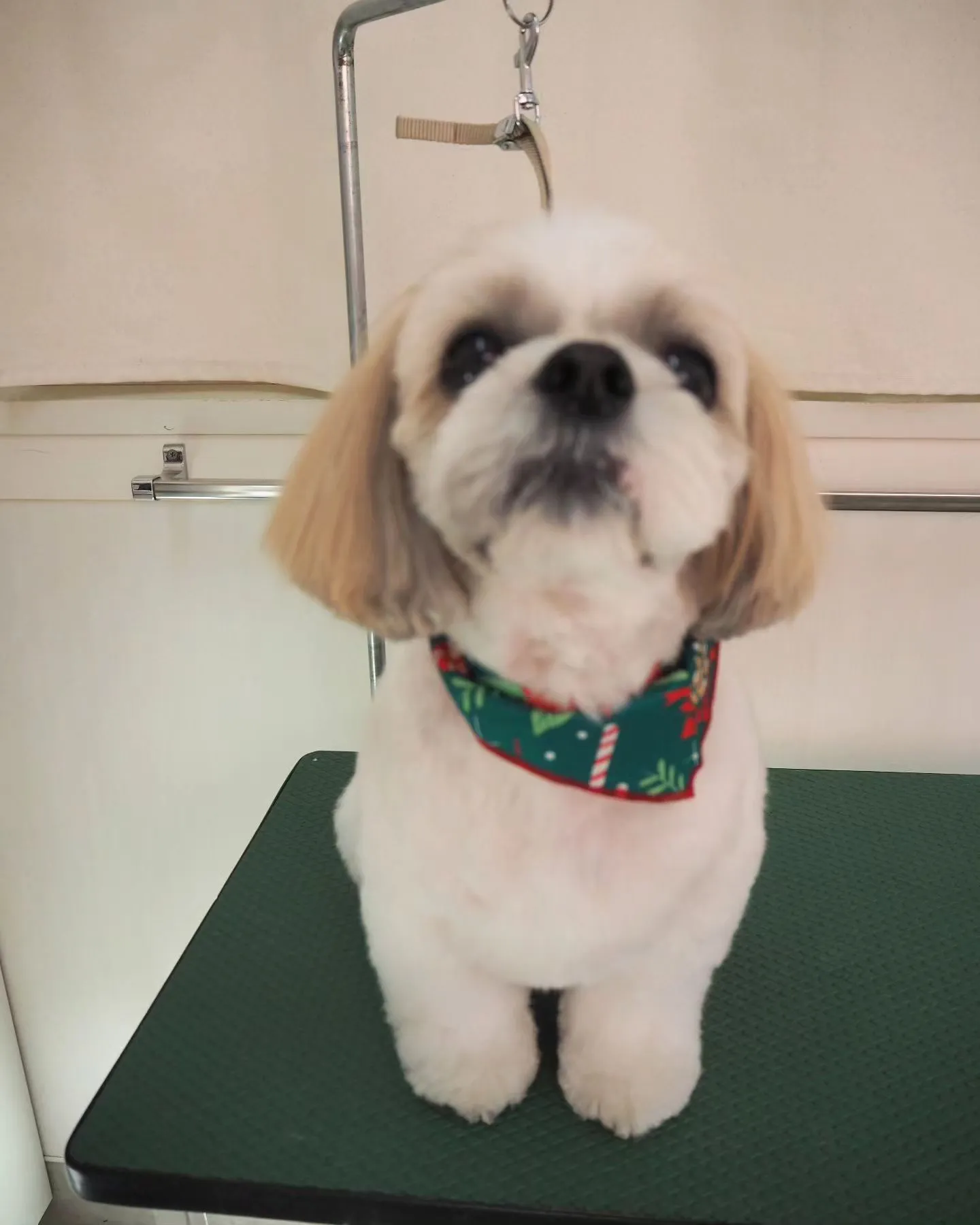 【トリミング】シーズー【ご希望カット】