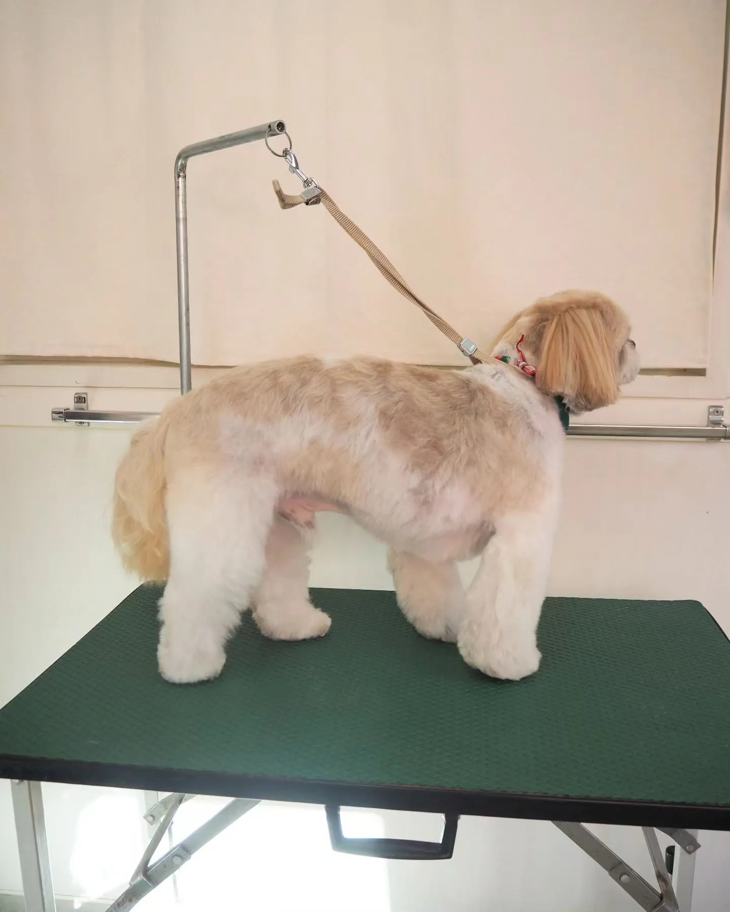 【トリミング】シーズー【ご希望カット】