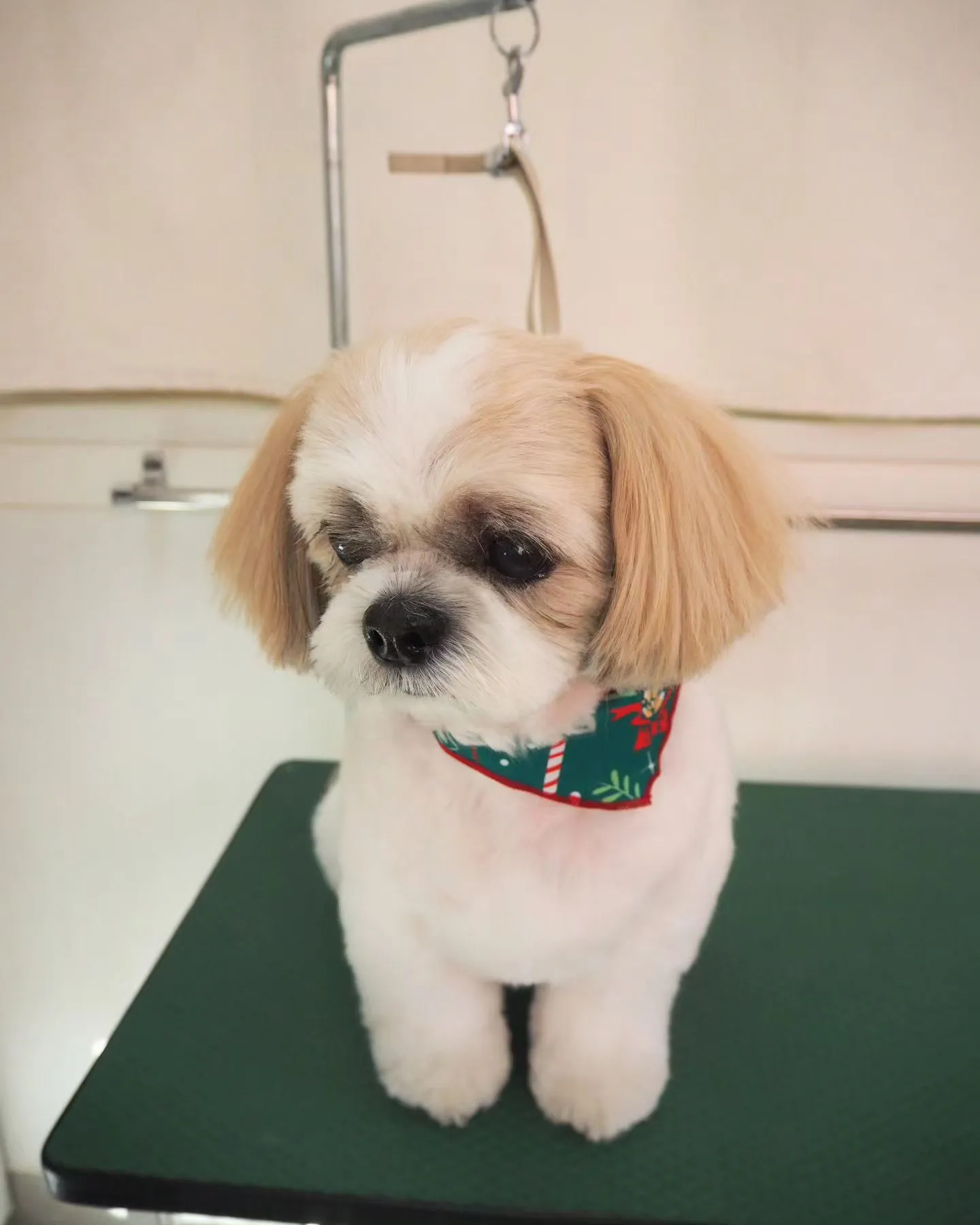 【トリミング】シーズー【ご希望カット】