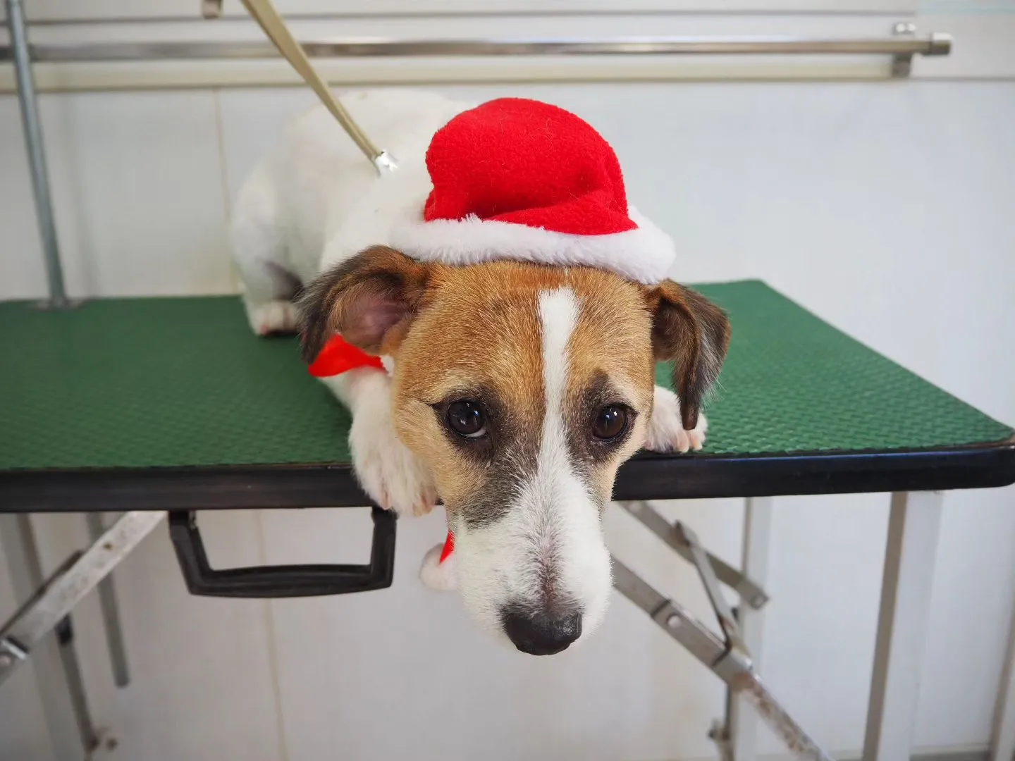 【トリミング】ジャックラッセルテリア【バリカン仕上げ】