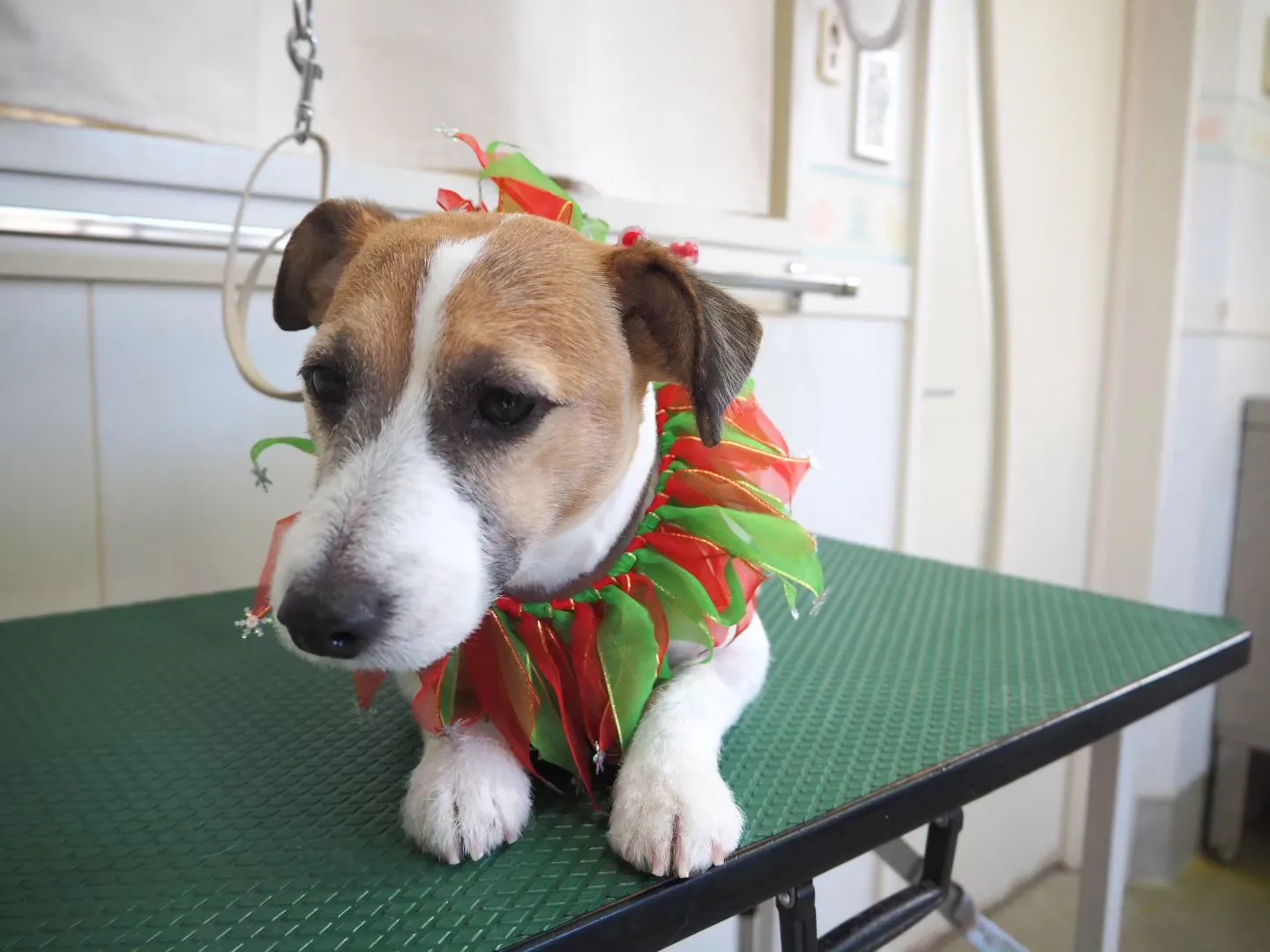 【トリミング】ジャックラッセルテリア【バリカン仕上げ】