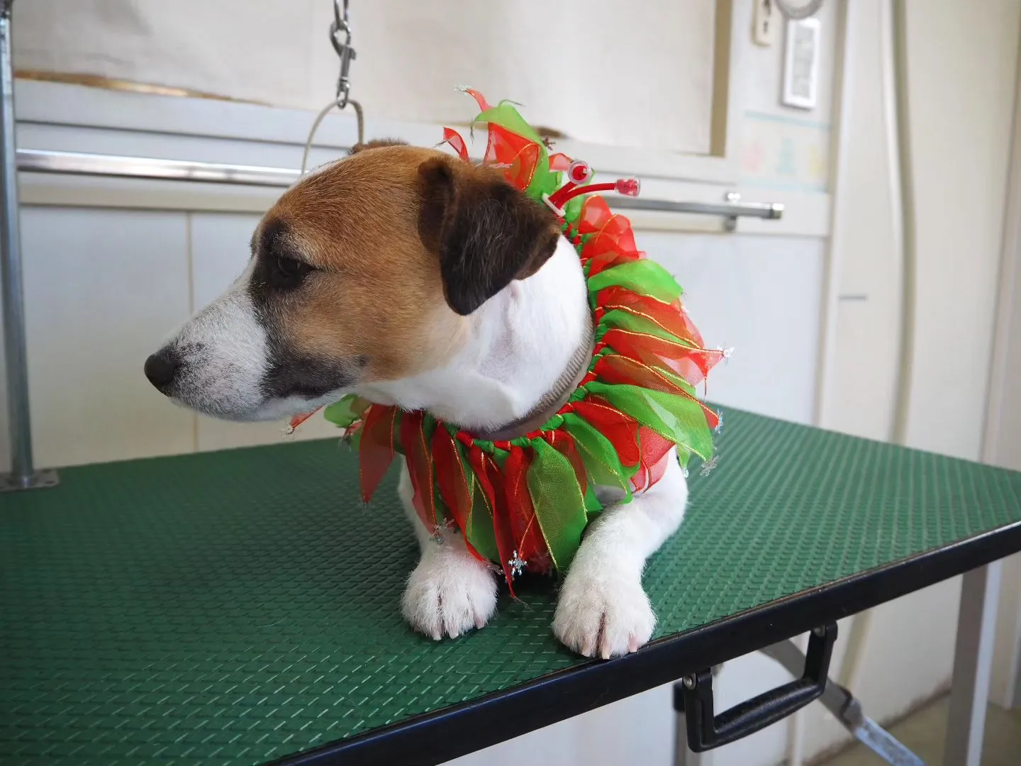 【トリミング】ジャックラッセルテリア【バリカン仕上げ】