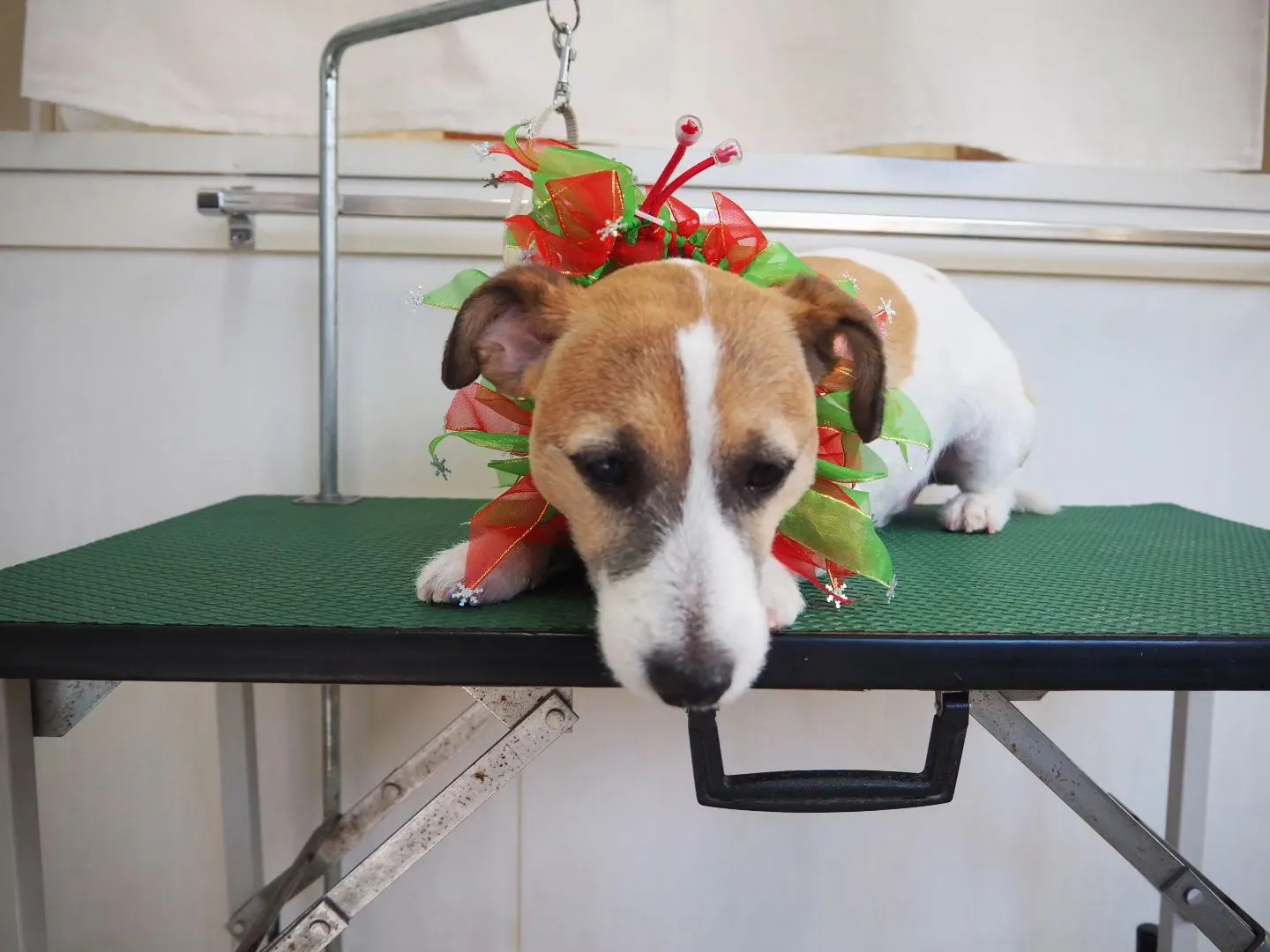 【トリミング】ジャックラッセルテリア【バリカン仕上げ】