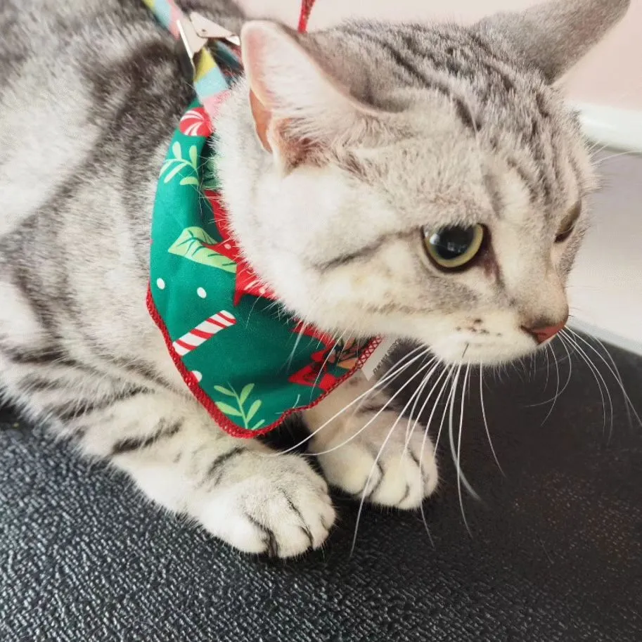 【トリミング】猫ちゃん【シャンプーコース】