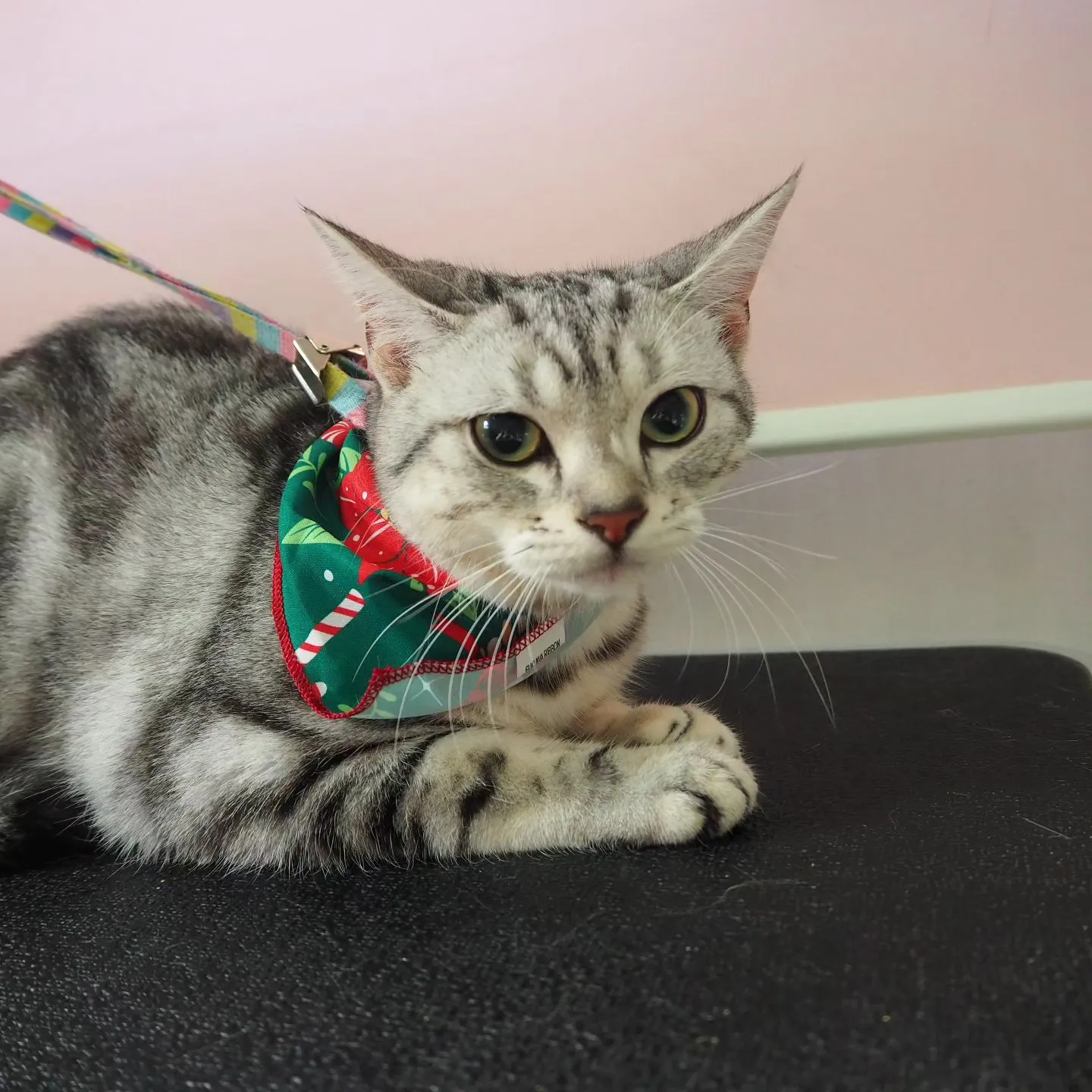 【トリミング】猫ちゃん【シャンプーコース】