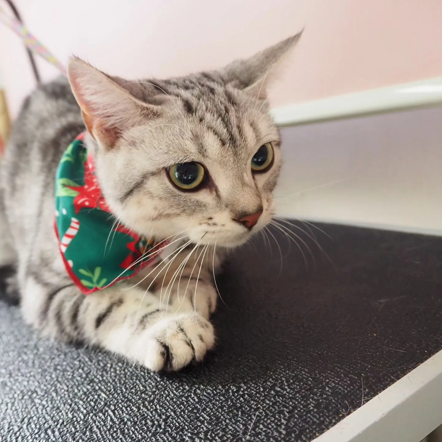 【トリミング】猫ちゃん【シャンプーコース】