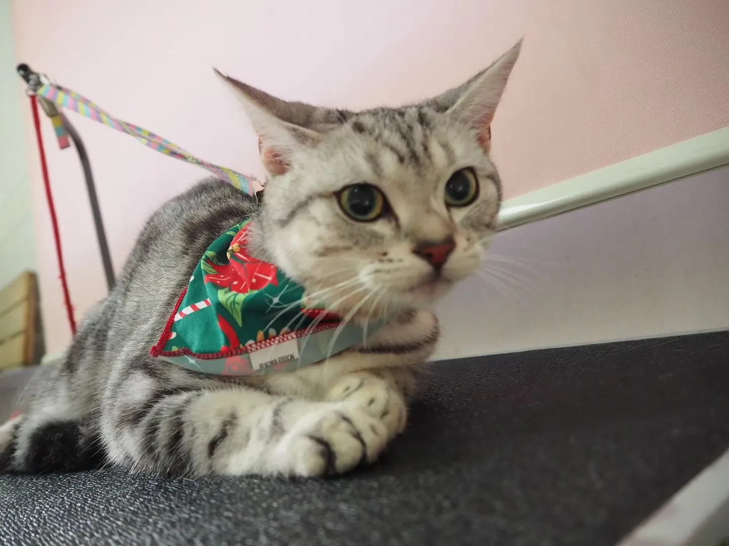 【トリミング】猫ちゃん【シャンプーコース】