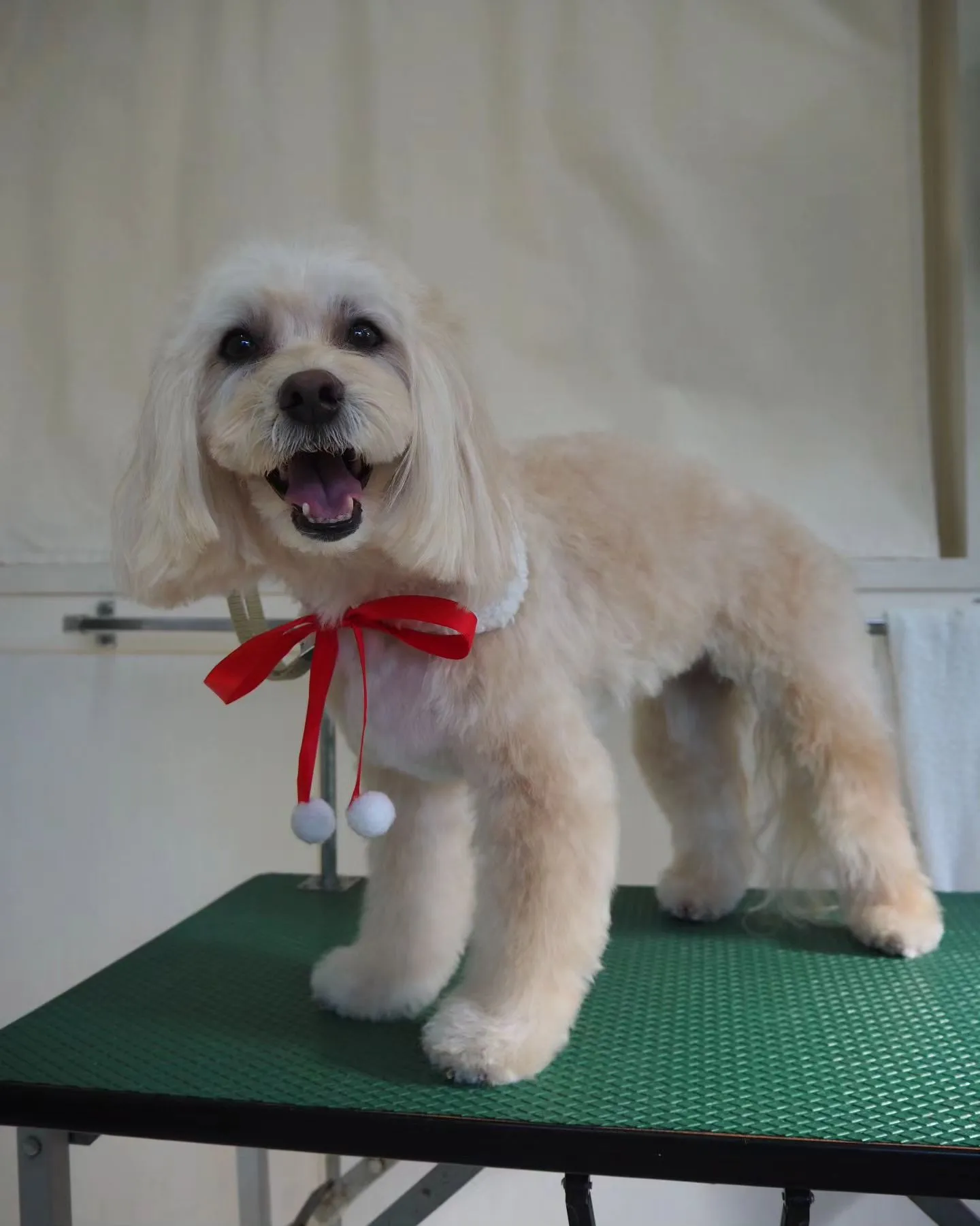 【トリミング】【お気に入りカット】