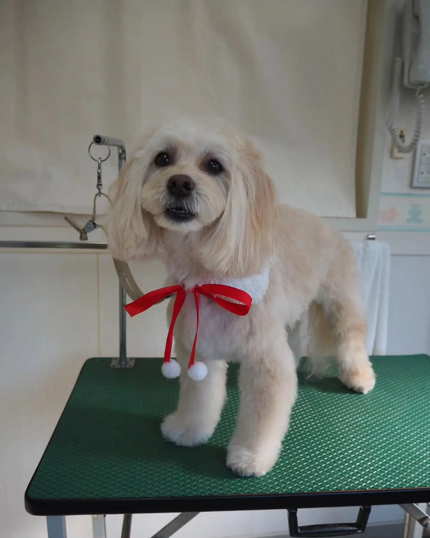 【トリミング】【お気に入りカット】