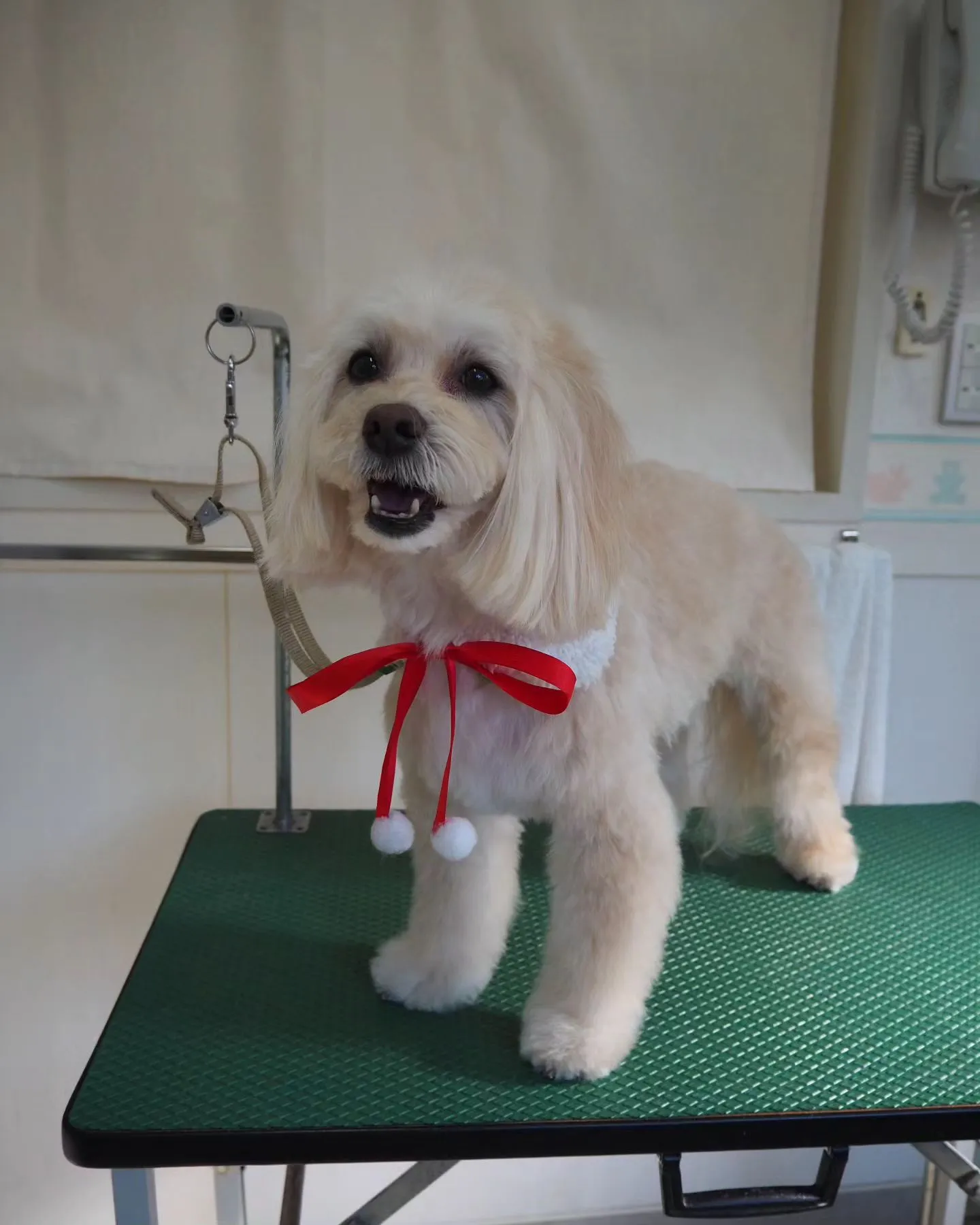 【トリミング】【お気に入りカット】