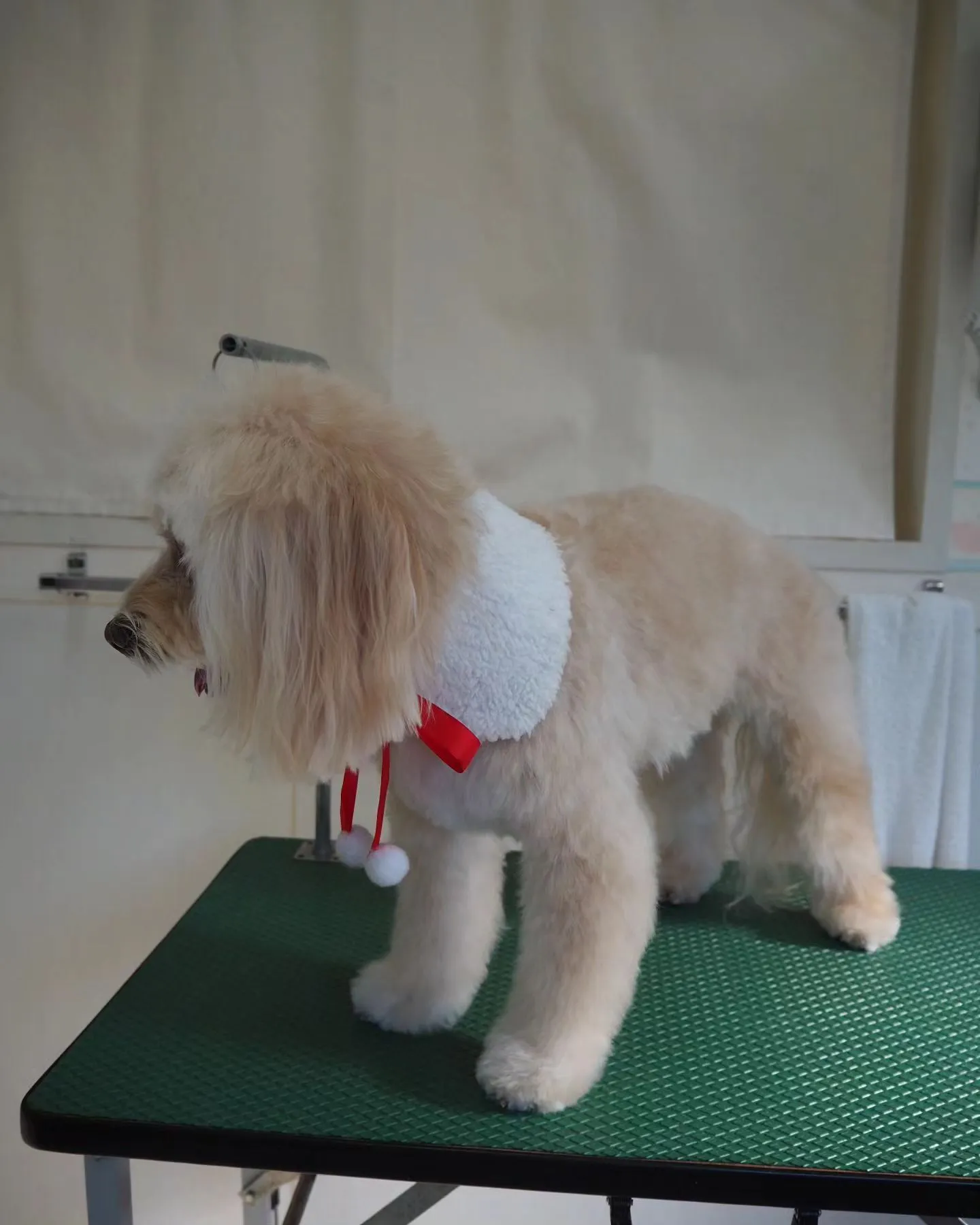 【トリミング】【お気に入りカット】