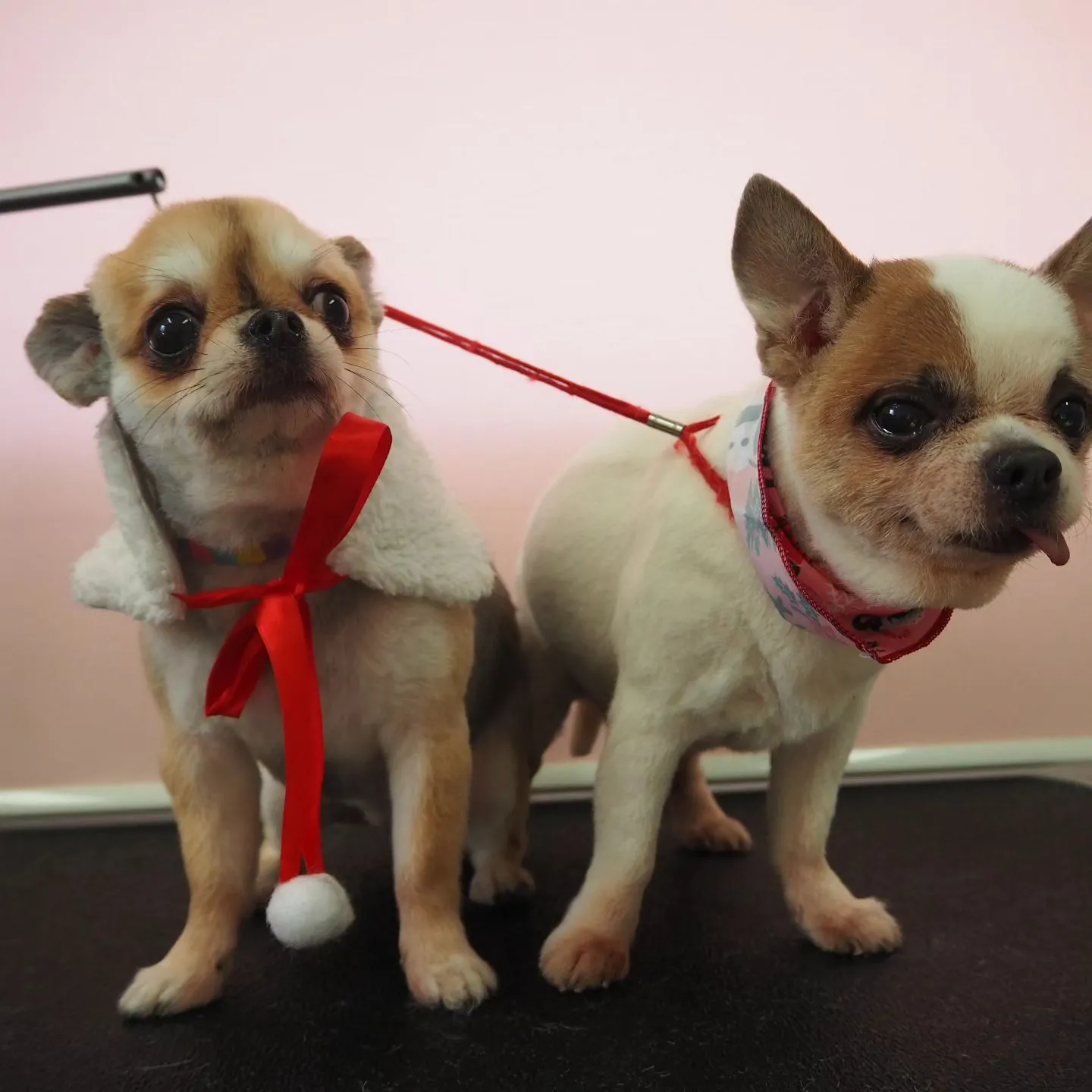 【トリミング】チワワ【バリカン仕上げ】