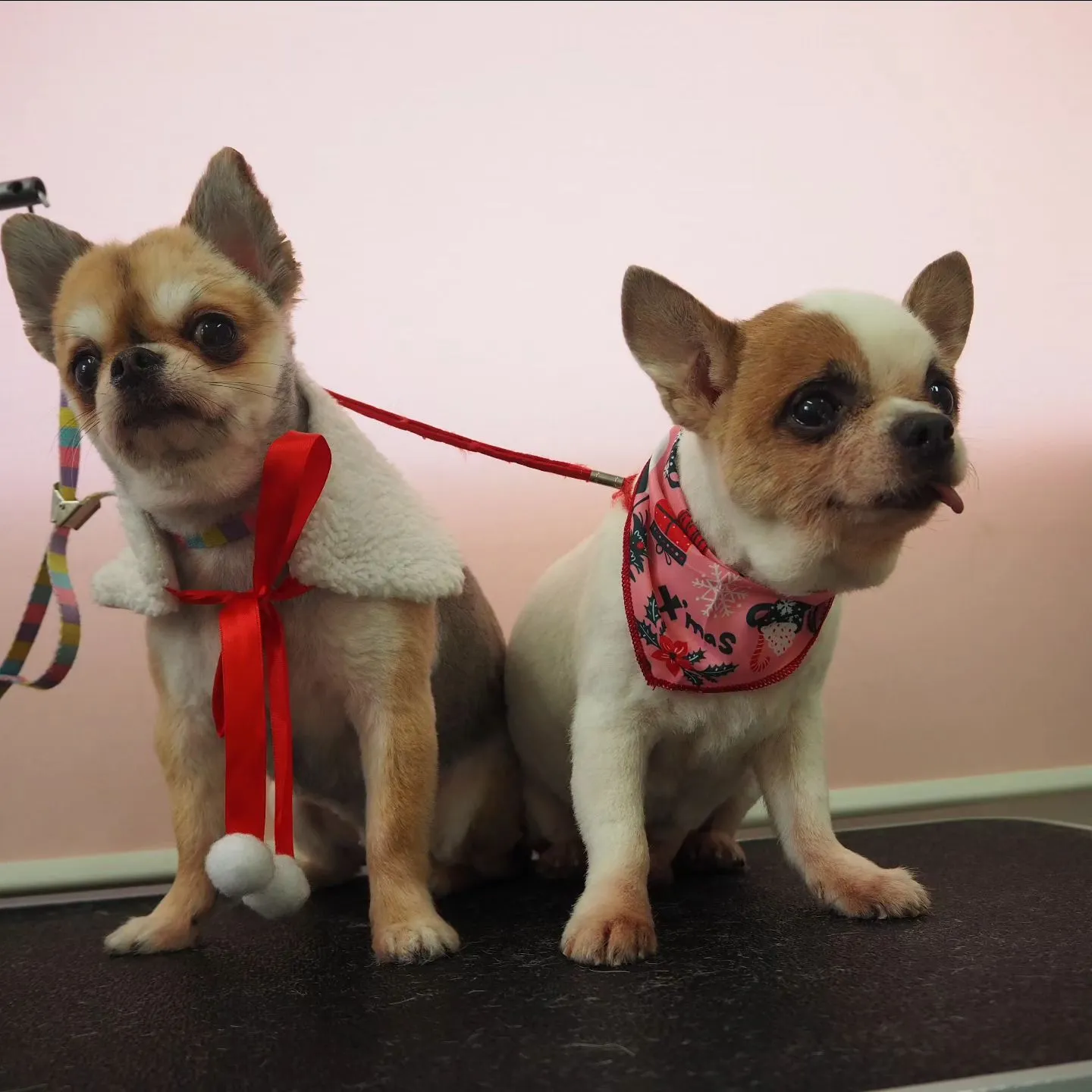 【トリミング】チワワ【バリカン仕上げ】