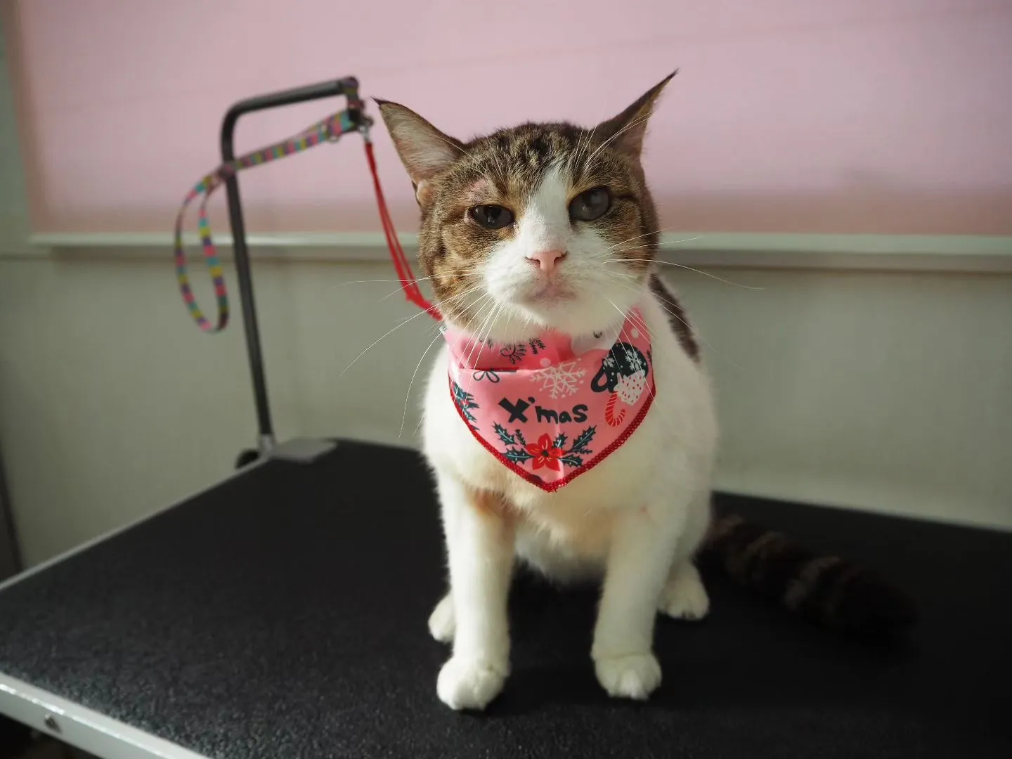 【トリミング】猫ちゃん【薬浴シャンプー】