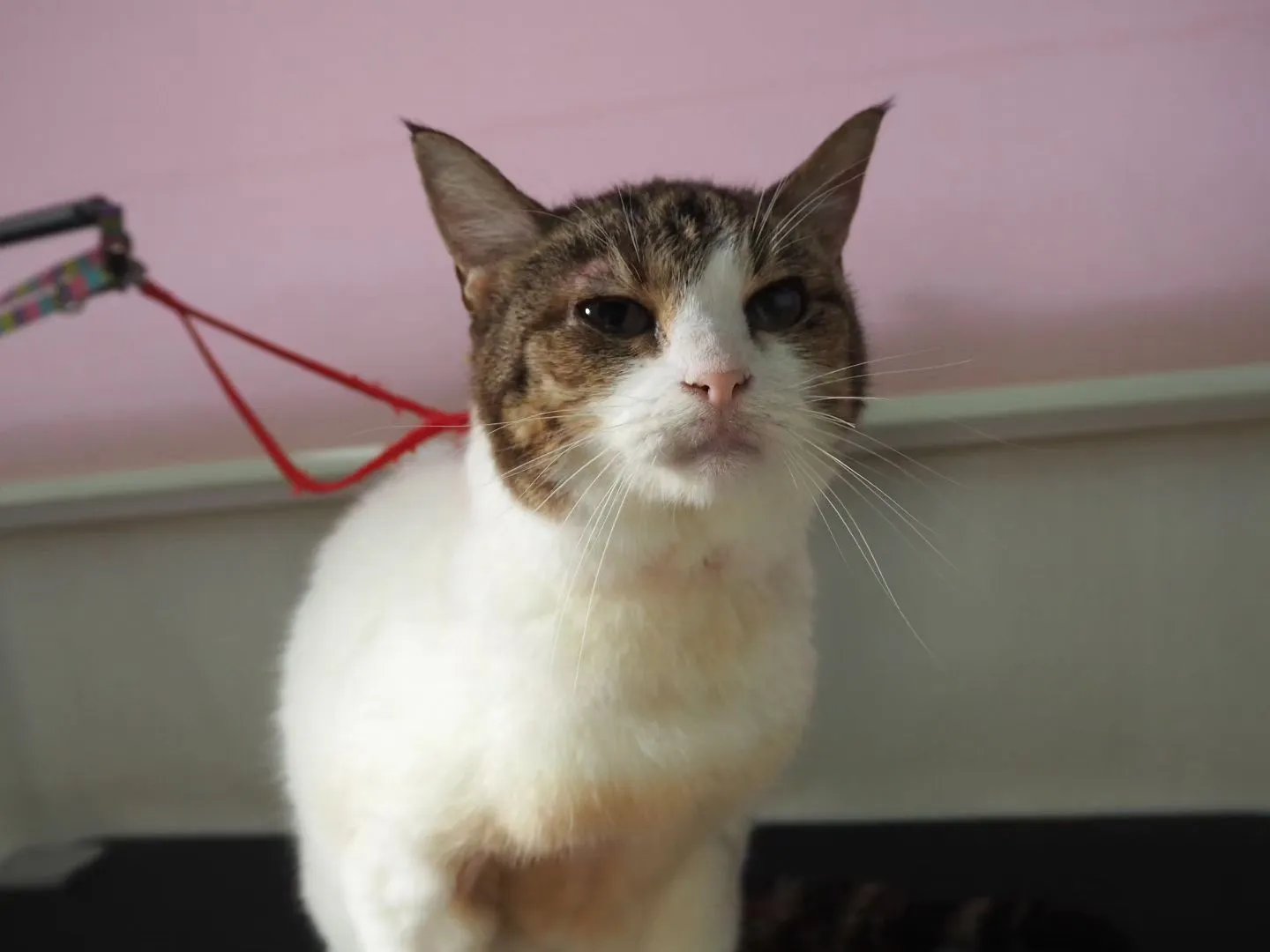 【トリミング】猫ちゃん【薬浴シャンプー】