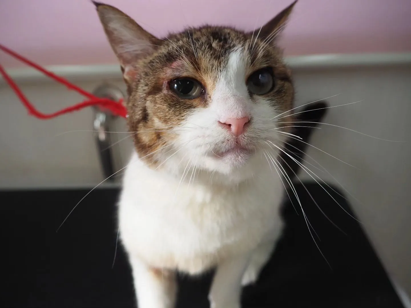 【トリミング】猫ちゃん【薬浴シャンプー】